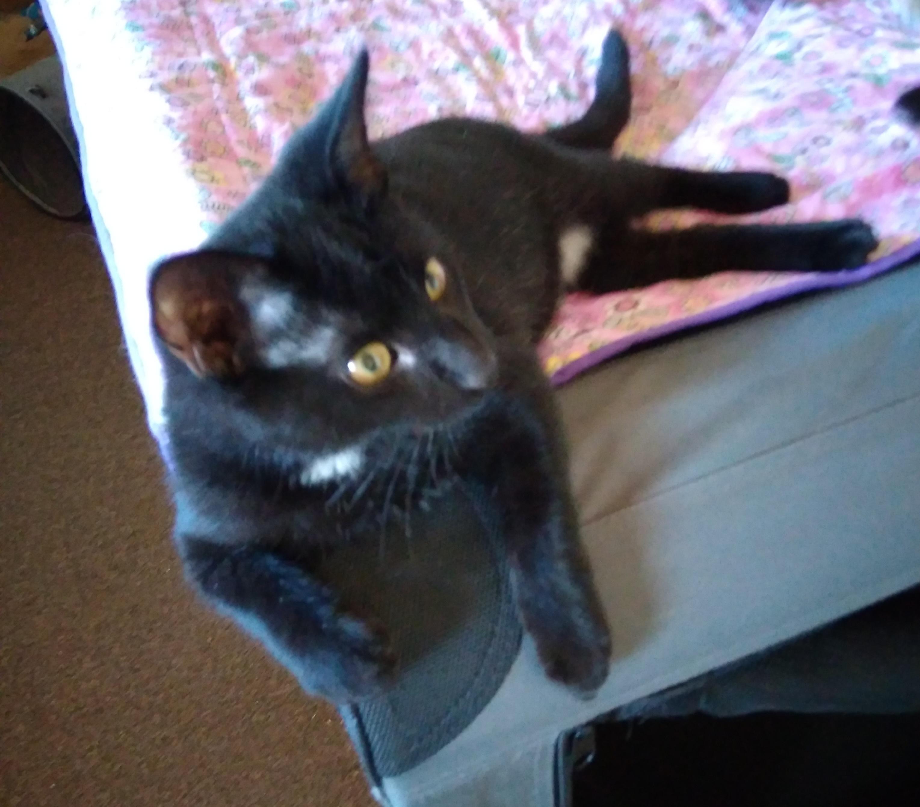 BENTLEY, an adoptable Domestic Short Hair in Owatonna, MN image 4/6