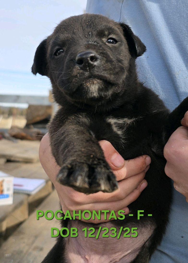 Pocahontas , Adoptable, Puppy Female Australian Shepherd.