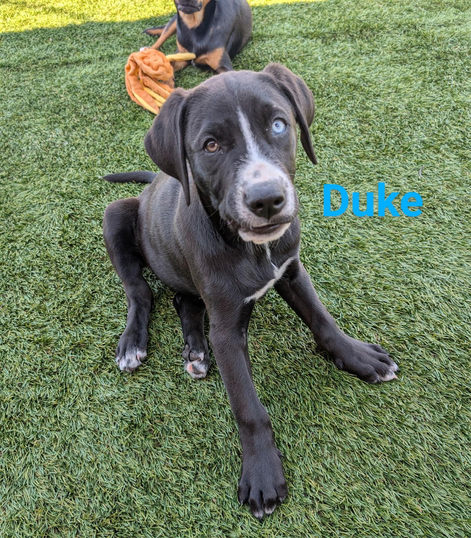 Duke, Adopted, Young Male Labrador Retriever.