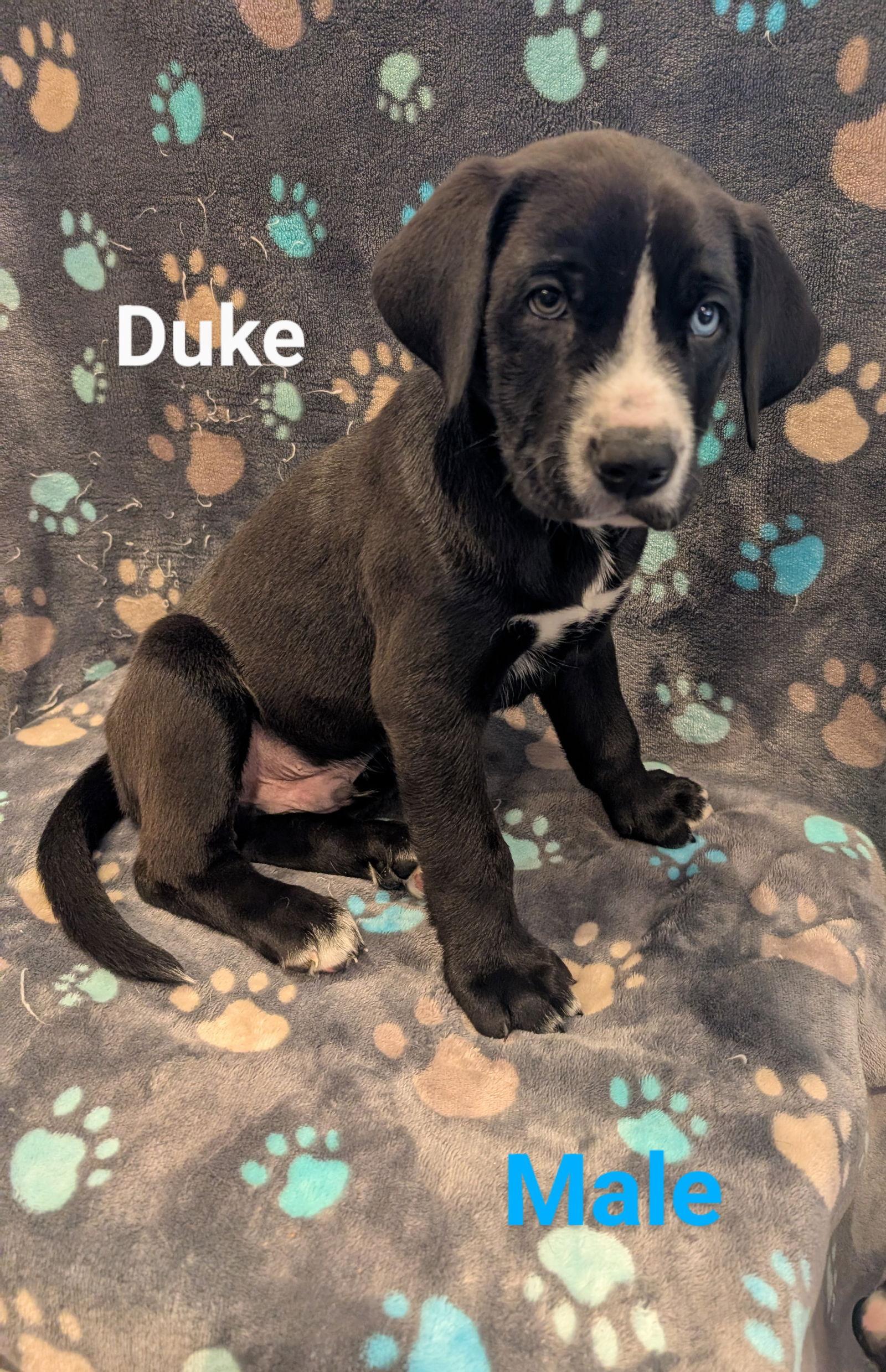 Duke, a Adopted Labrador Retriever in Elizabethtown, PA image 2/2