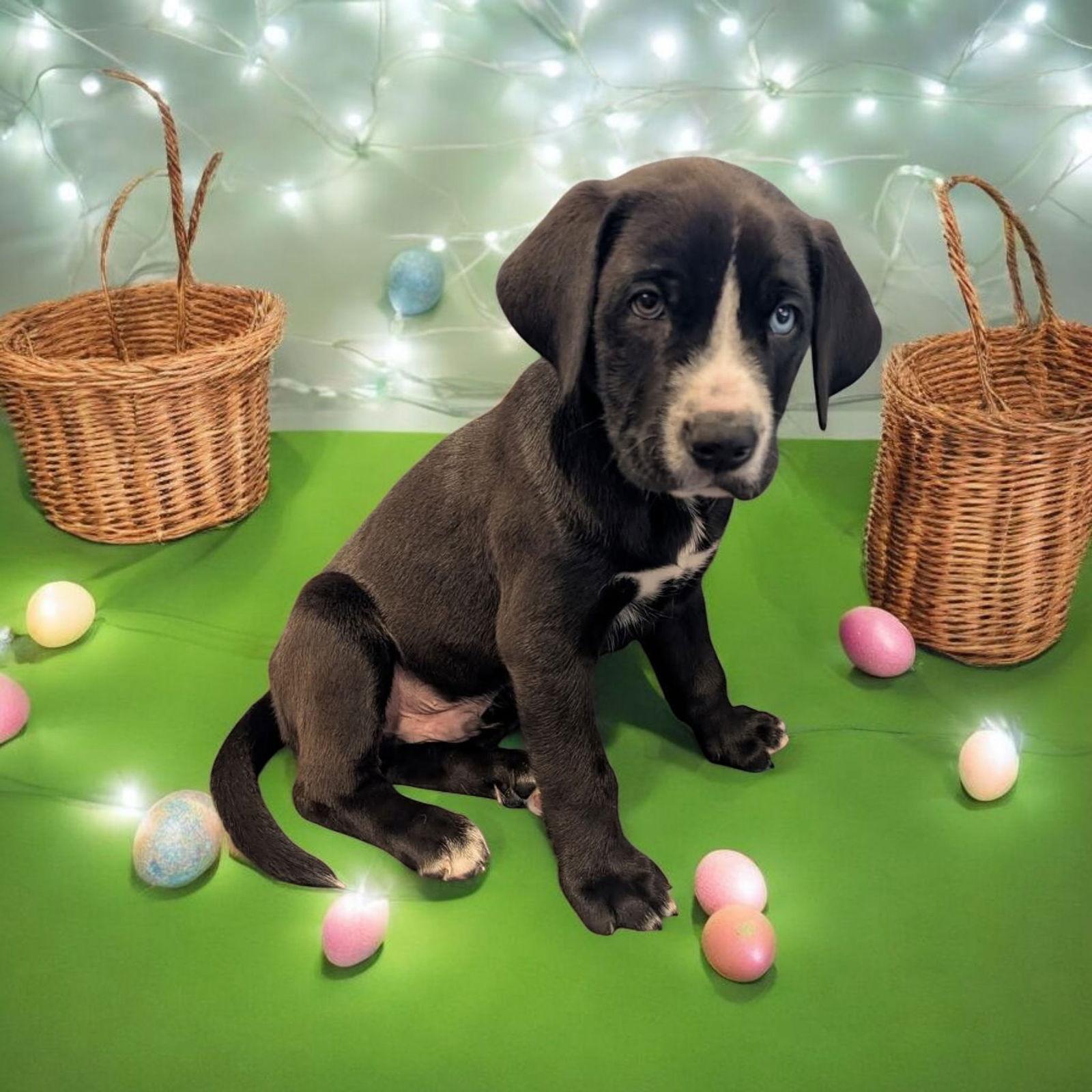 Enlarge Duke, a Adopted Labrador Retriever in Elizabethtown, PA image 3/3