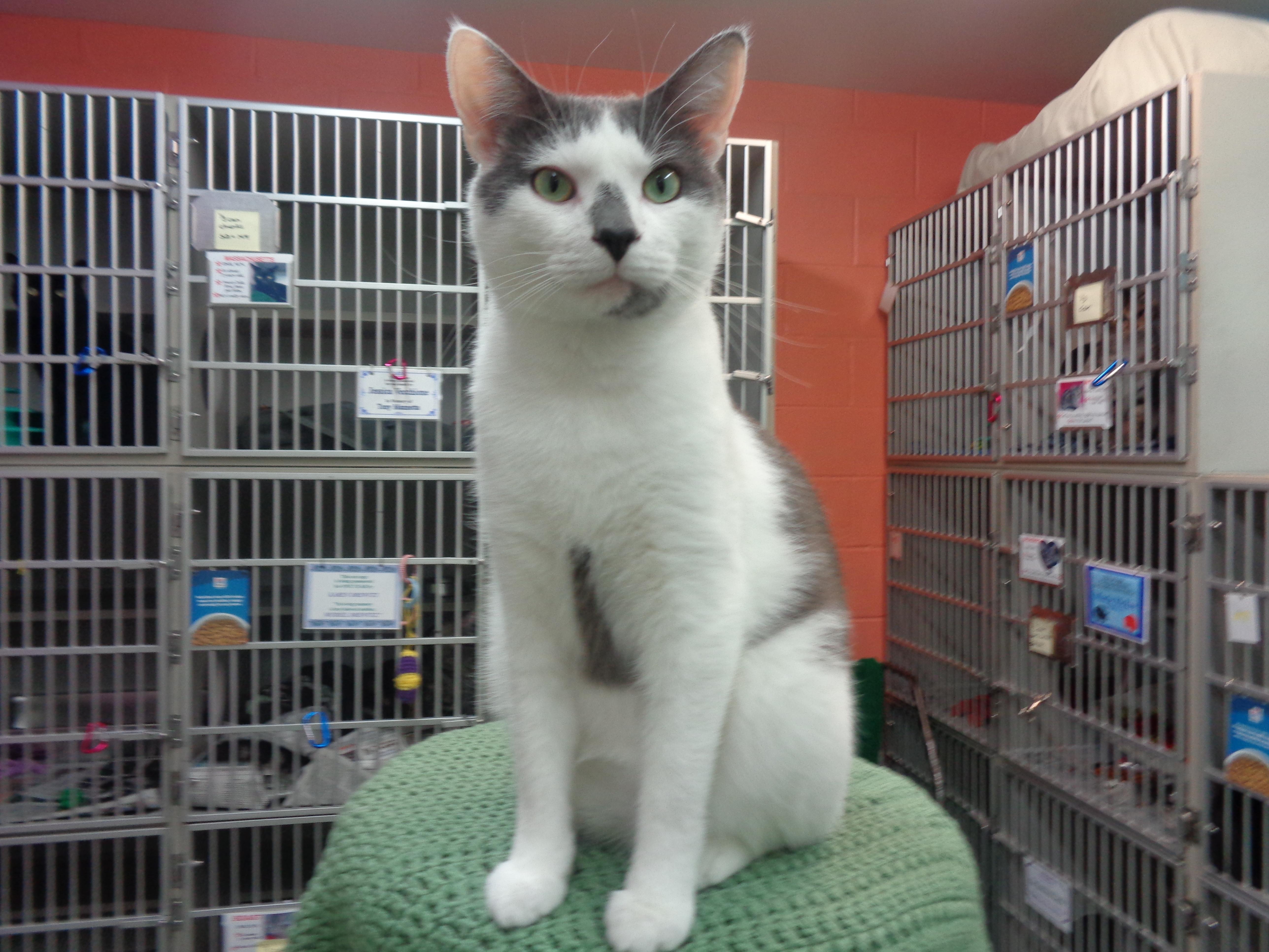 FERG, Young Male Domestic Short Hair
