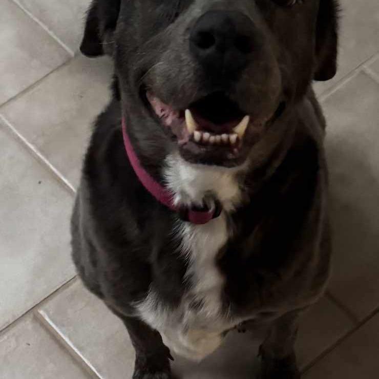 Enlarge Storm, a Adoptable mixed breed in Midland, TX image 1/4