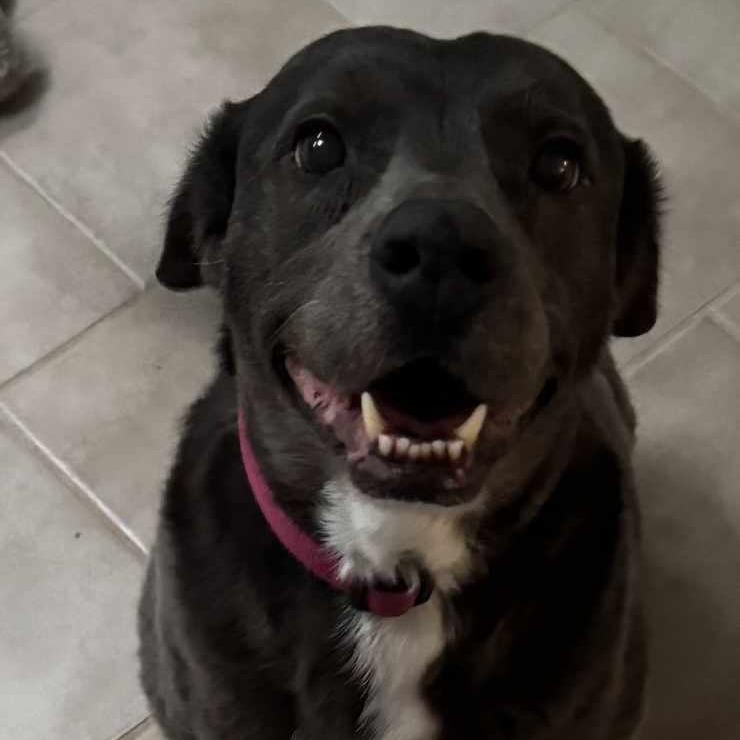 Enlarge Storm, a Adoptable mixed breed in Midland, TX image 2/4