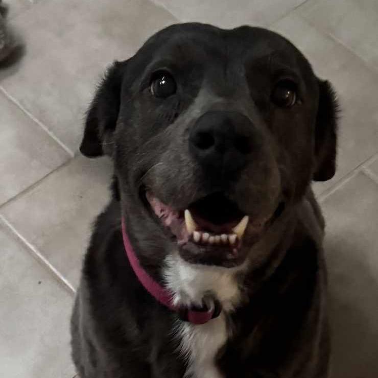 Enlarge Storm, a Adoptable mixed breed in Midland, TX image 3/4