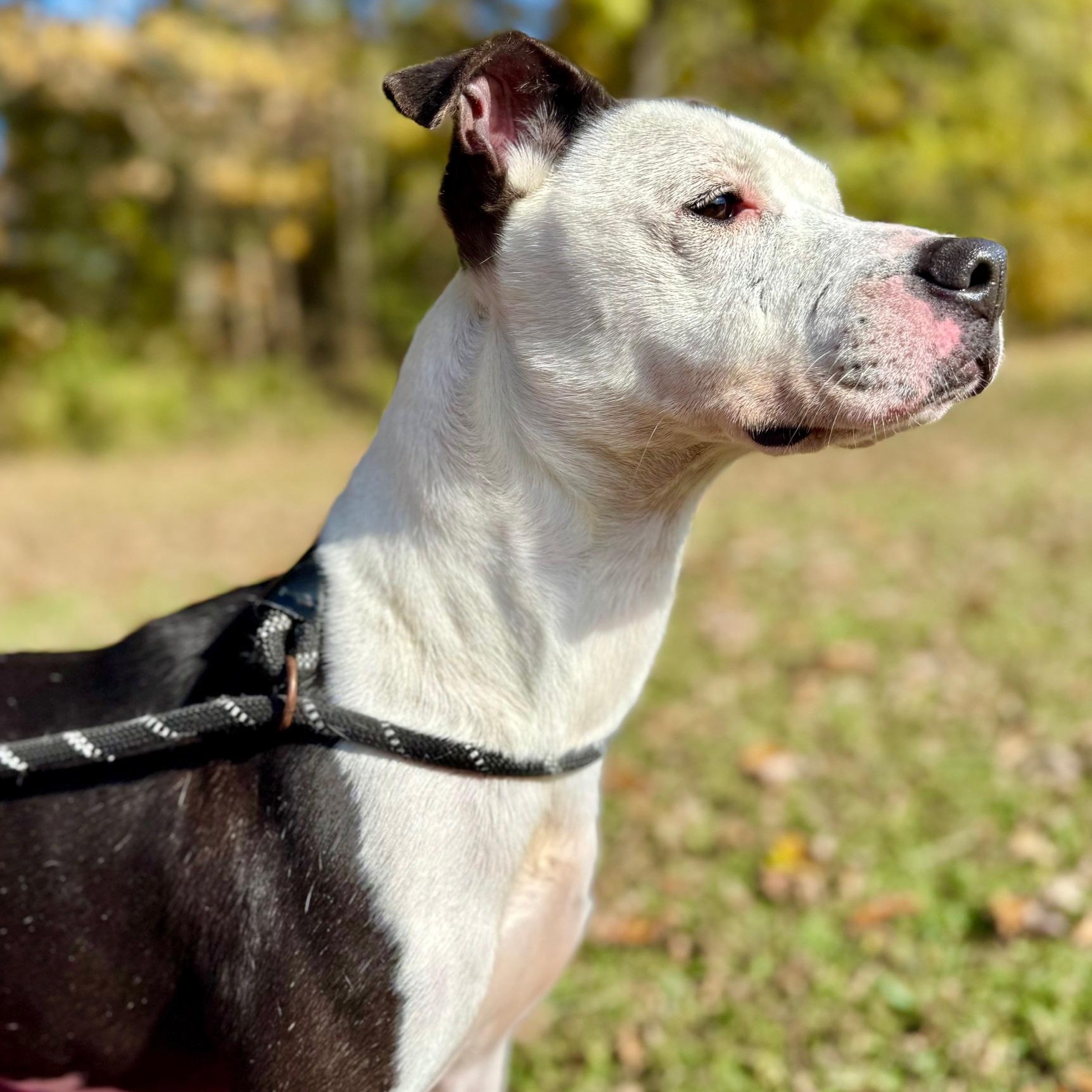 Enlarge Karma, a ADOPTABLE mixed breed in Indian Mound, TN image 4/6