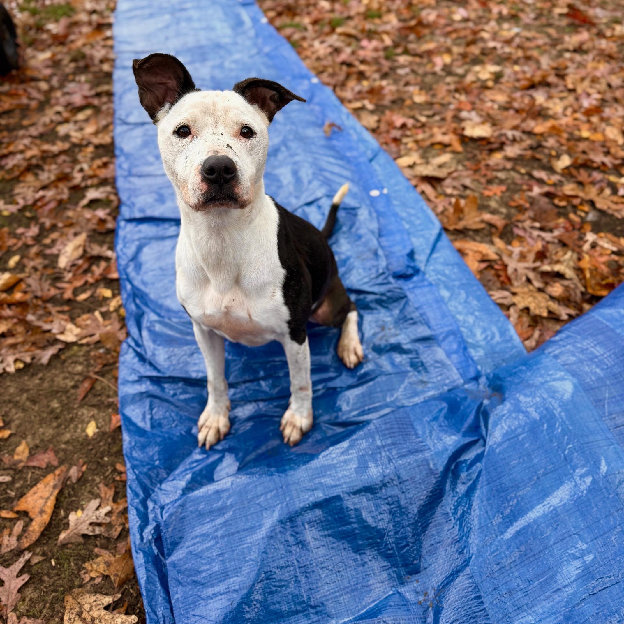 Enlarge Karma, a ADOPTABLE mixed breed in Indian Mound, TN image 3/6
