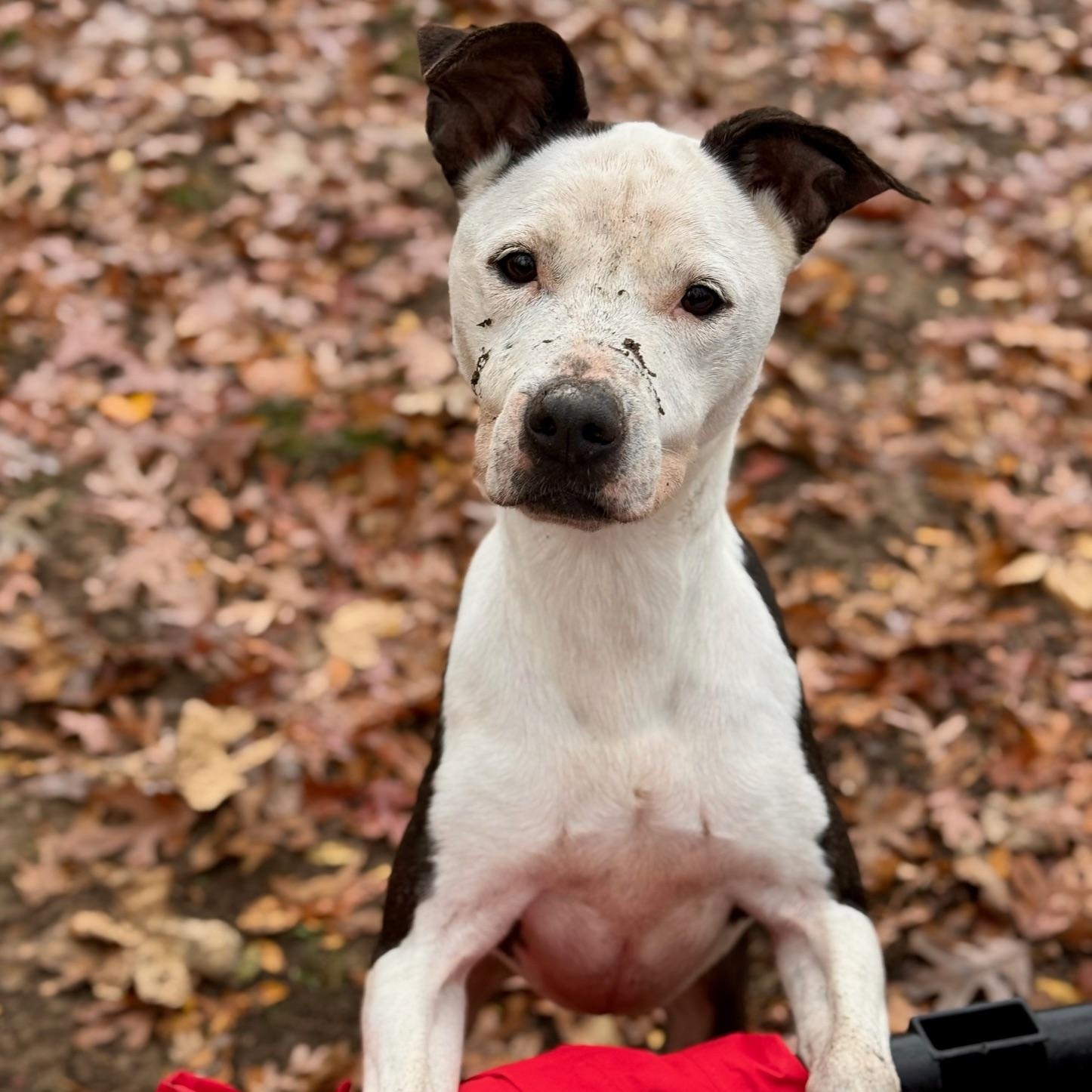 Enlarge Karma, a ADOPTABLE mixed breed in Indian Mound, TN image 1/6