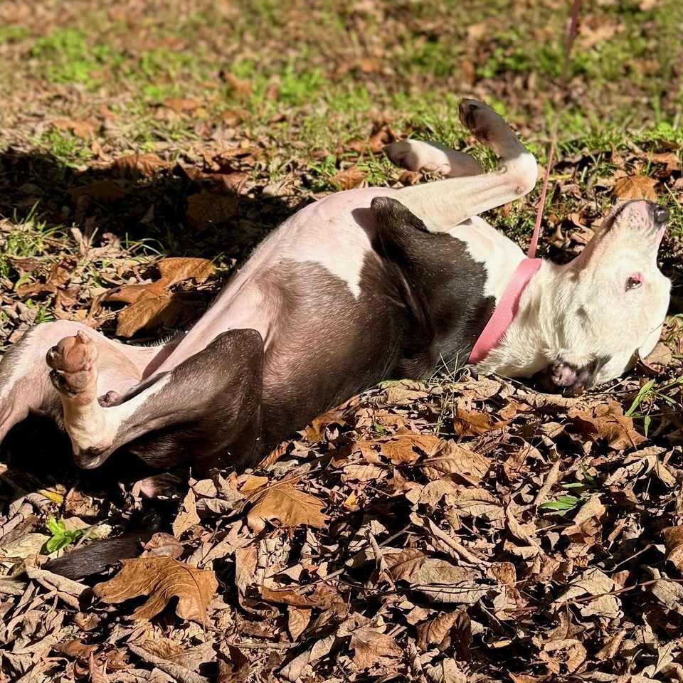 Enlarge Karma, a ADOPTABLE mixed breed in Indian Mound, TN image 2/6