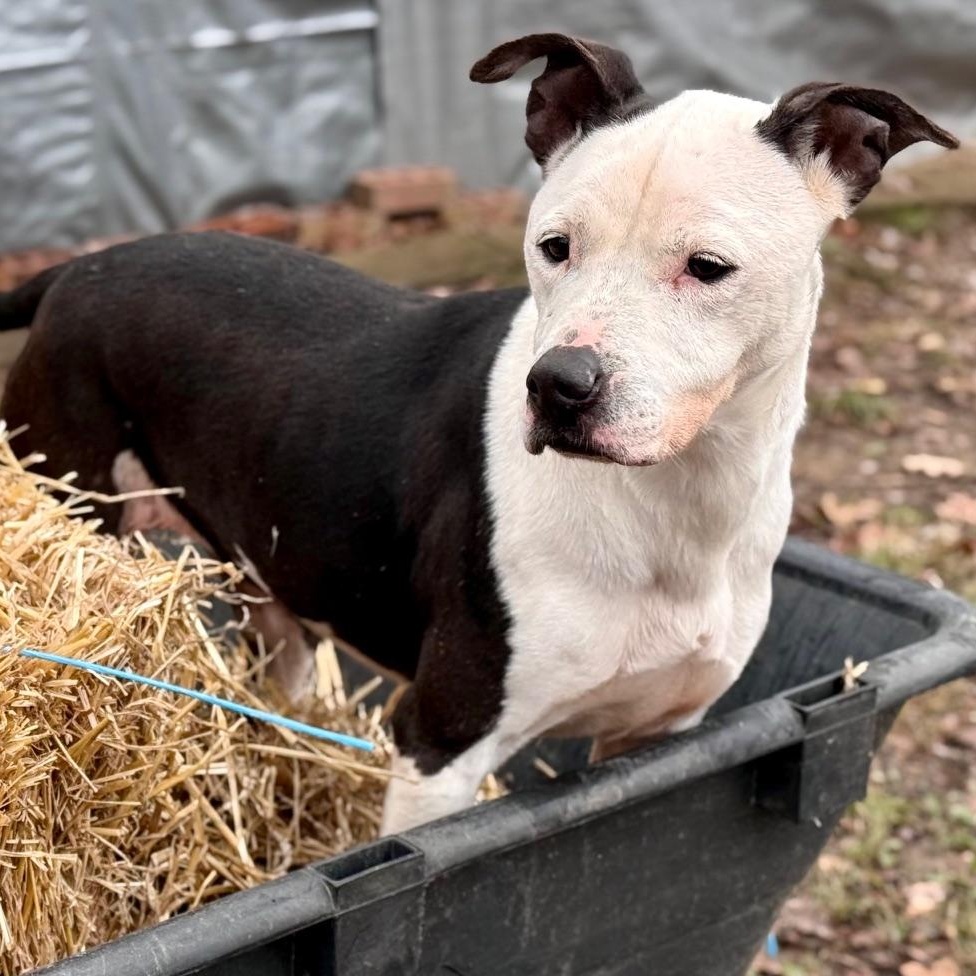 Enlarge Karma, a ADOPTABLE mixed breed in Indian Mound, TN image 6/6