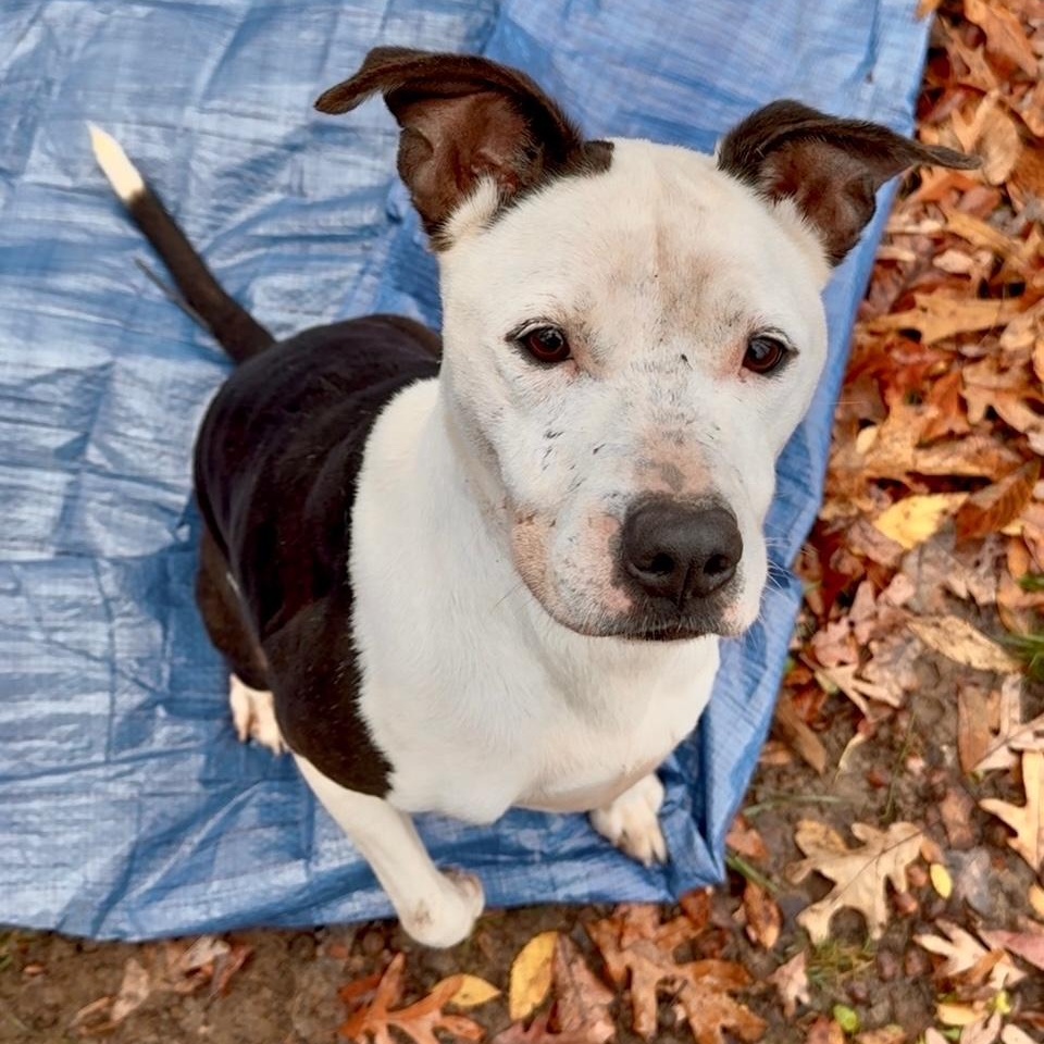 Enlarge Karma, a ADOPTABLE mixed breed in Indian Mound, TN image 5/6