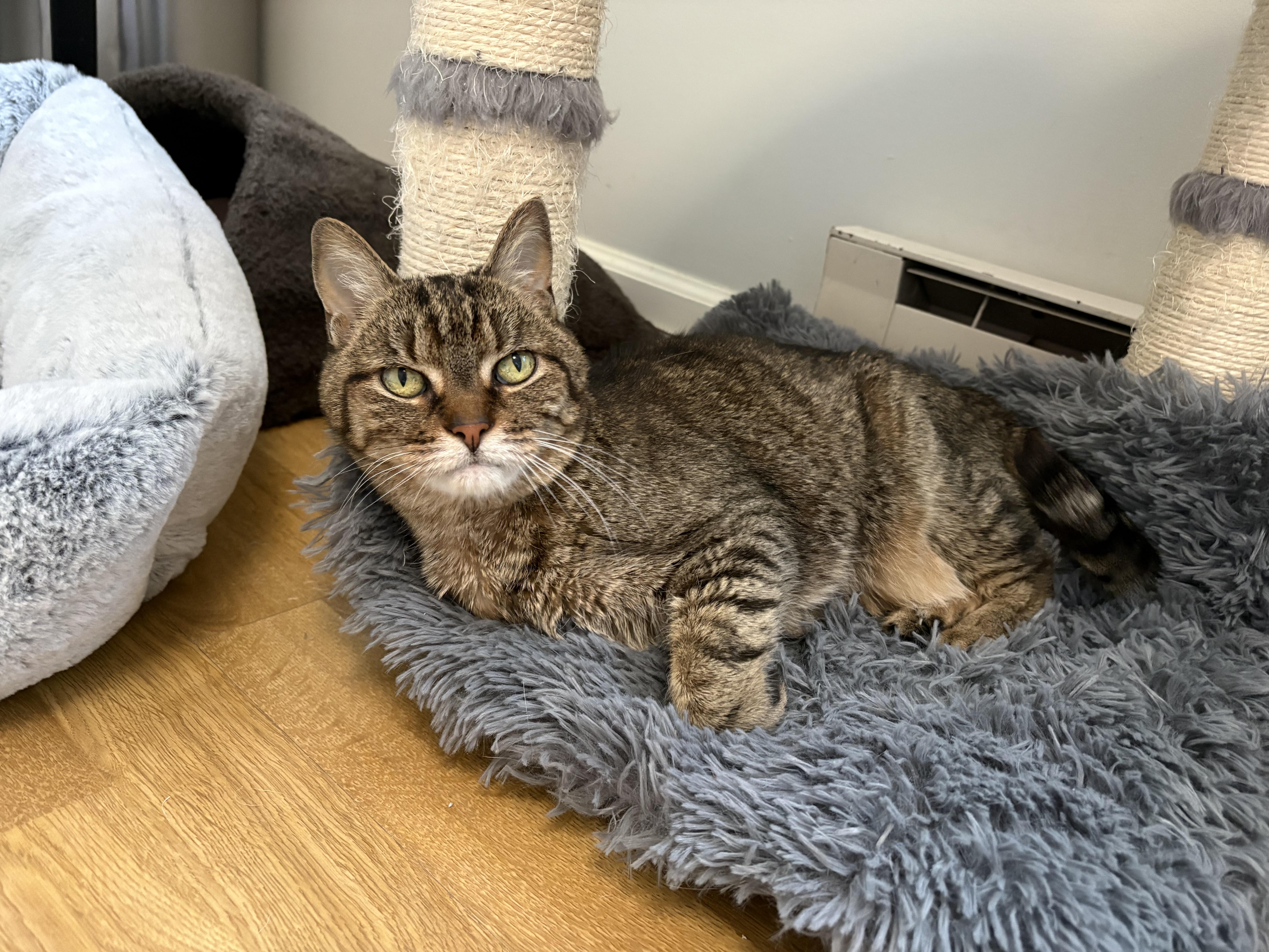 Lilly, Adoptable, Senior Female Domestic Short Hair.