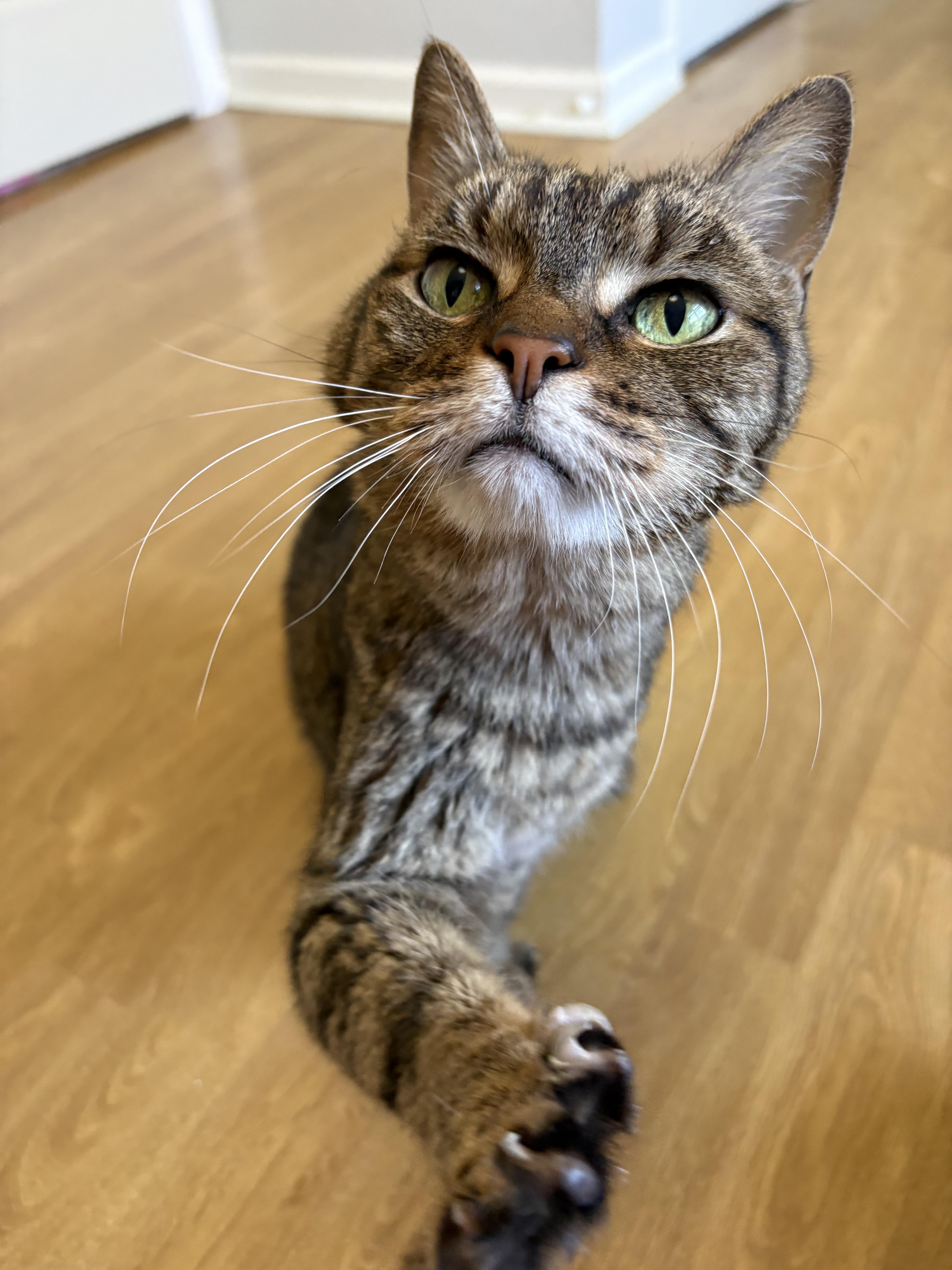 Enlarge Lilly, a Adoptable Domestic Short Hair in Burlington, VT image 2/6