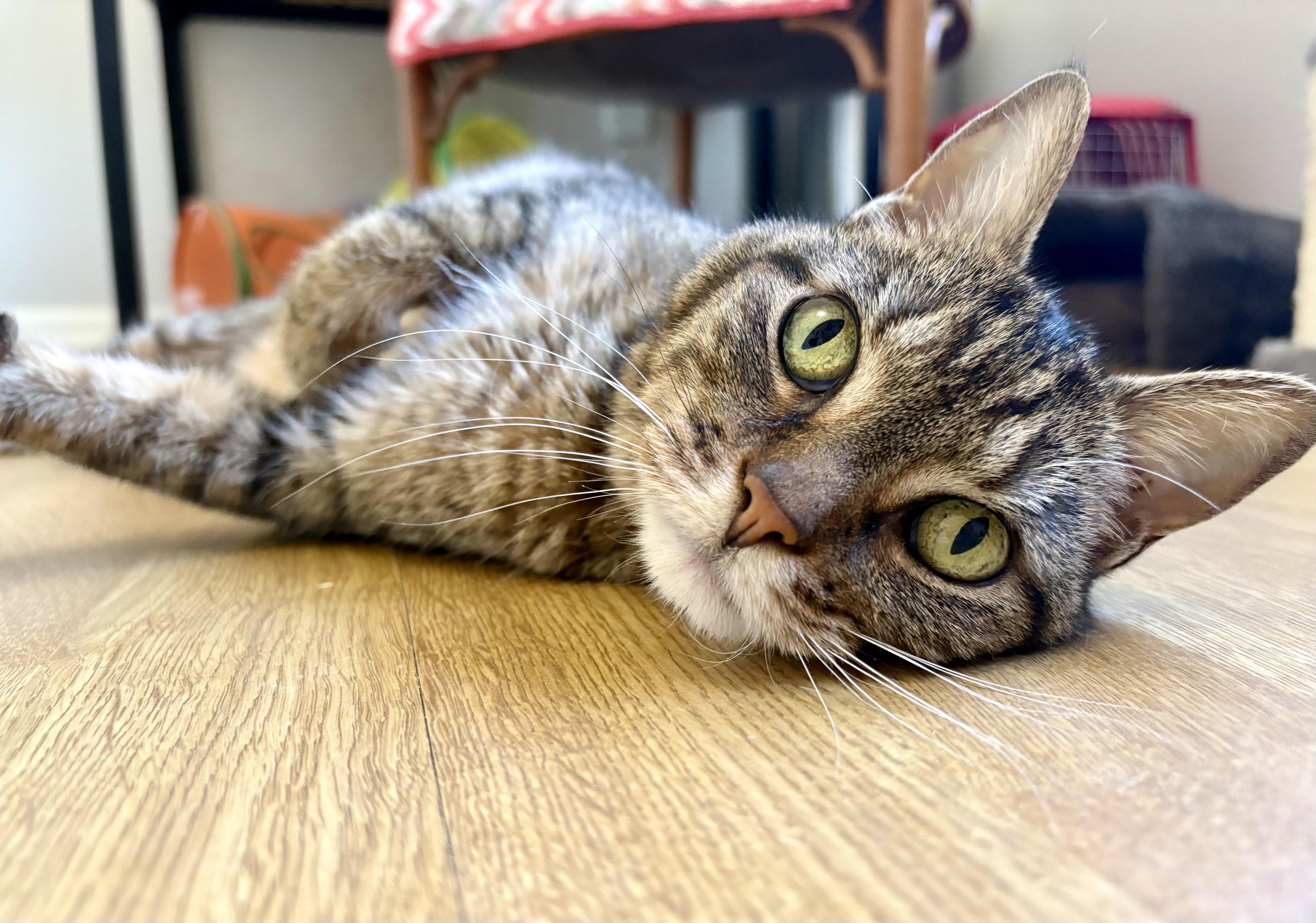 Enlarge Lilly, a Adoptable Domestic Short Hair in Burlington, VT image 3/6