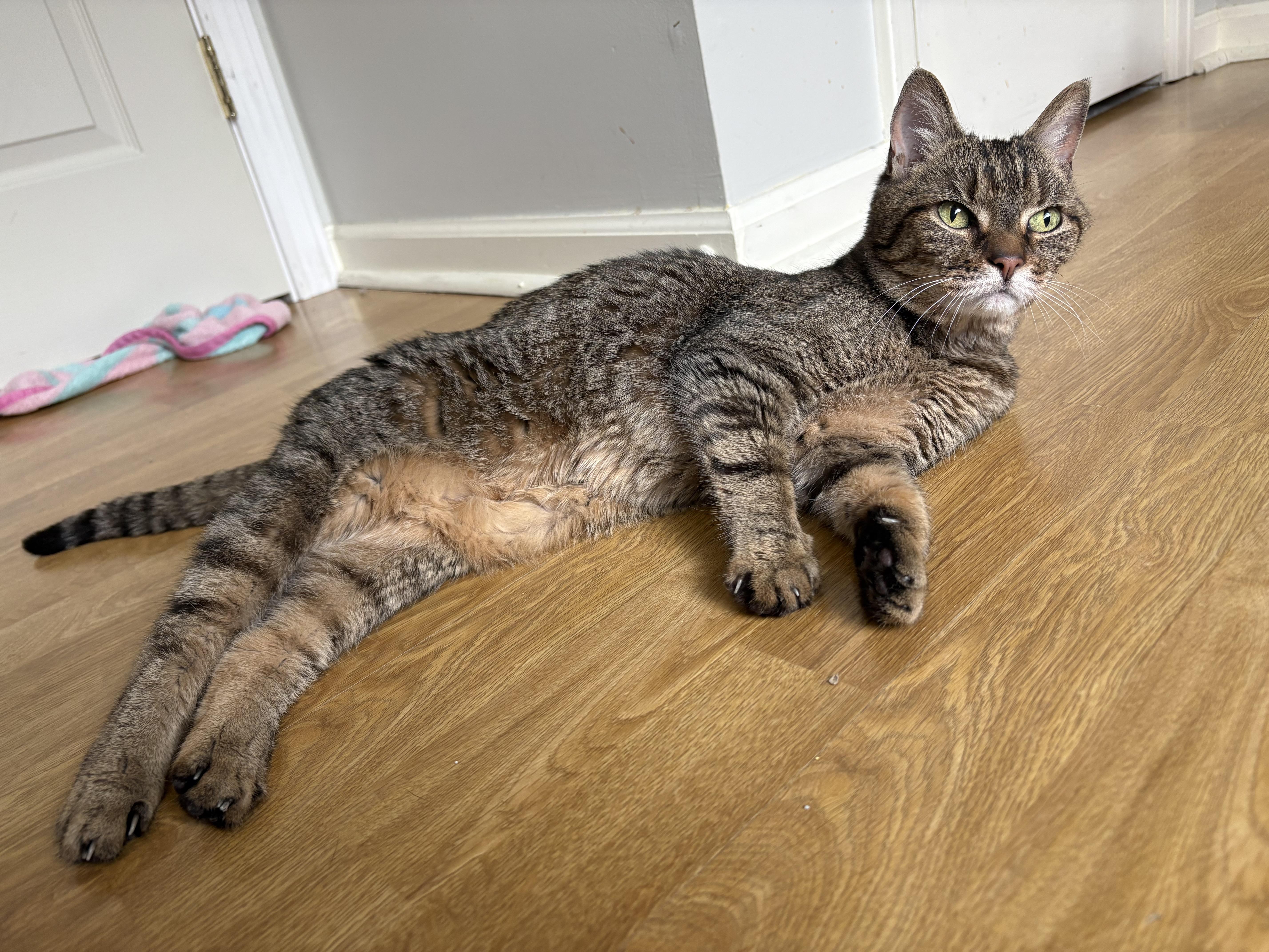 Enlarge Lilly, a Adoptable Domestic Short Hair in Burlington, VT image 4/6