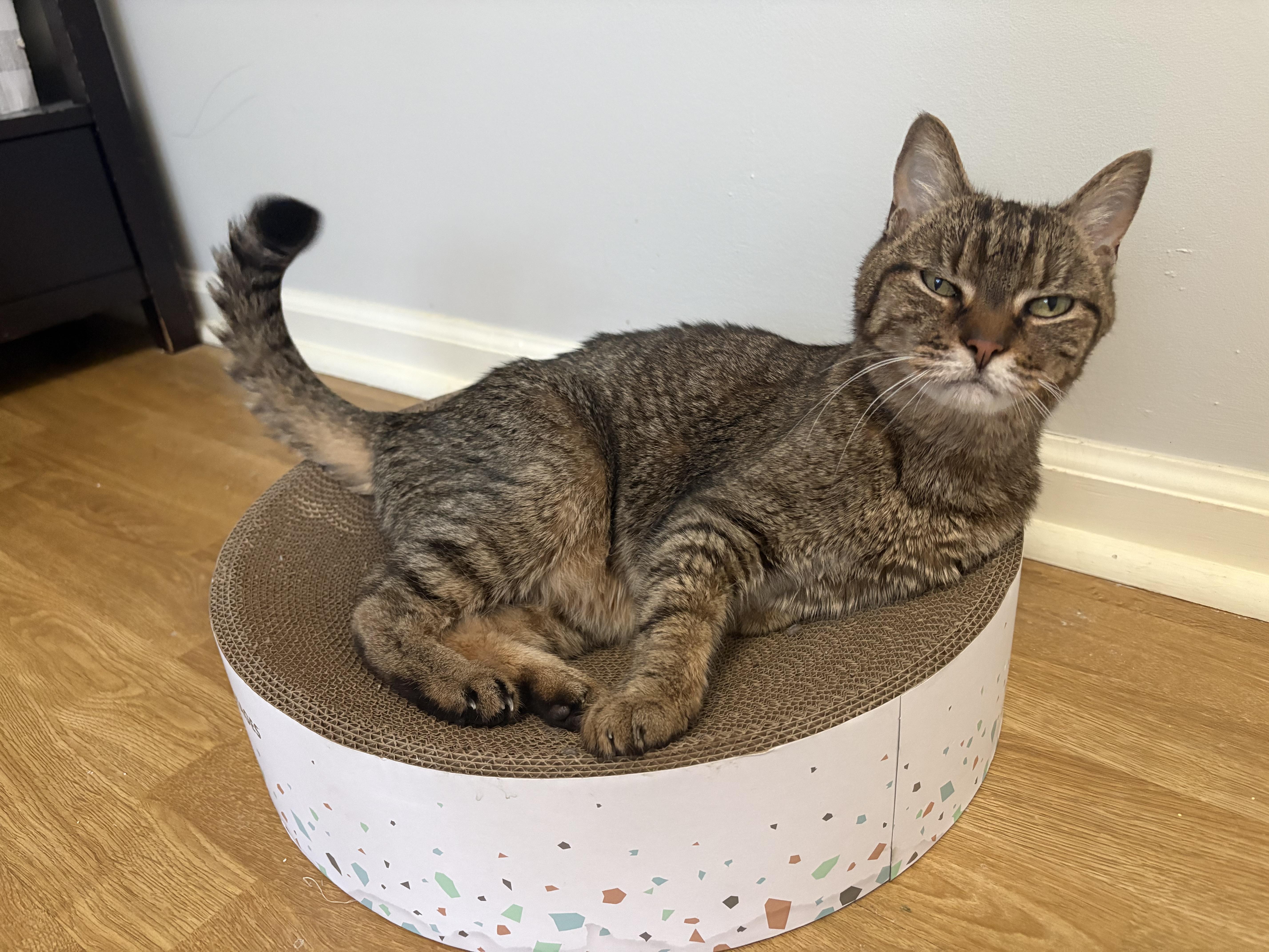 Enlarge Lilly, a Adoptable Domestic Short Hair in Burlington, VT image 5/6