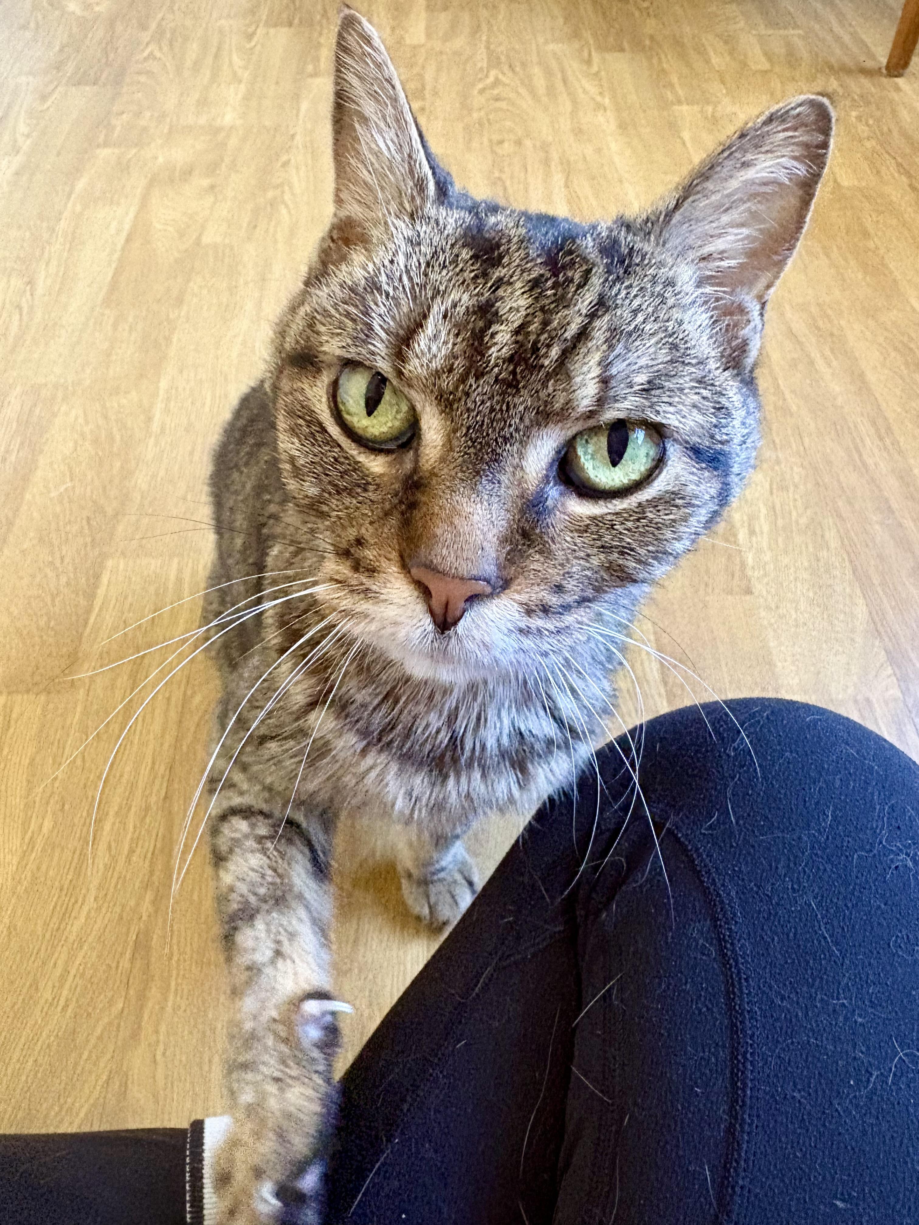 Enlarge Lilly, a Adoptable Domestic Short Hair in Burlington, VT image 6/6