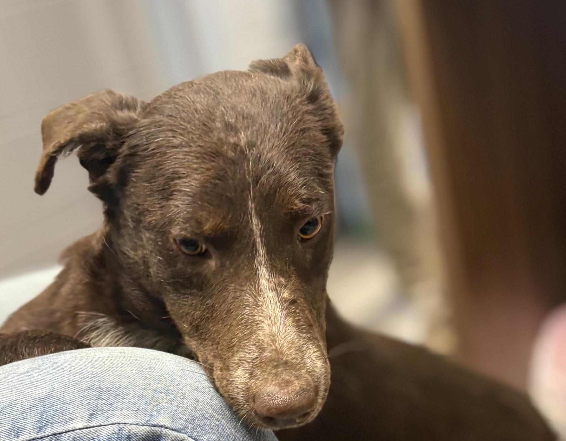 Mimi, ADOPTABLE, Young Female Australian Shepherd.