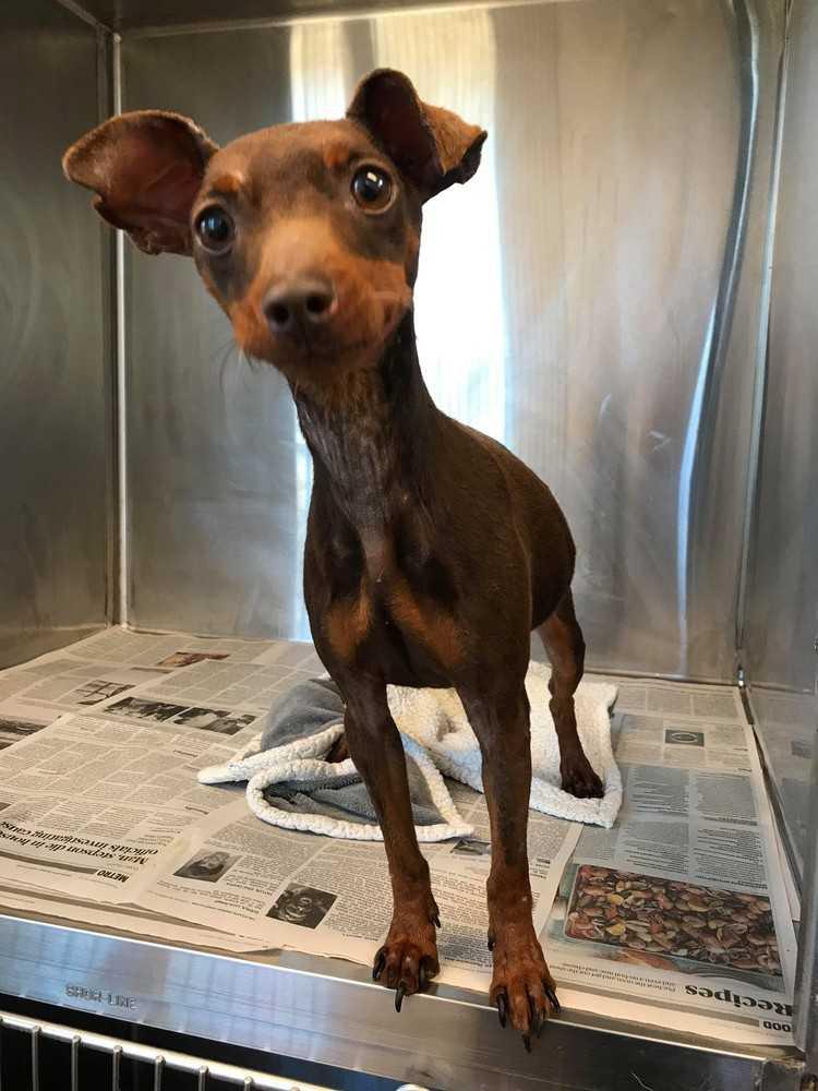 HERSHEY, Adopted, Adult Male Miniature Pinscher.
