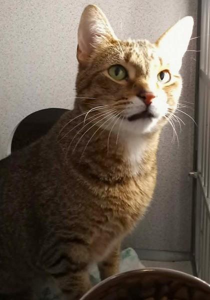 Enlarge Archie, an adopted Domestic Short Hair in Waupaca, WI image 1/1