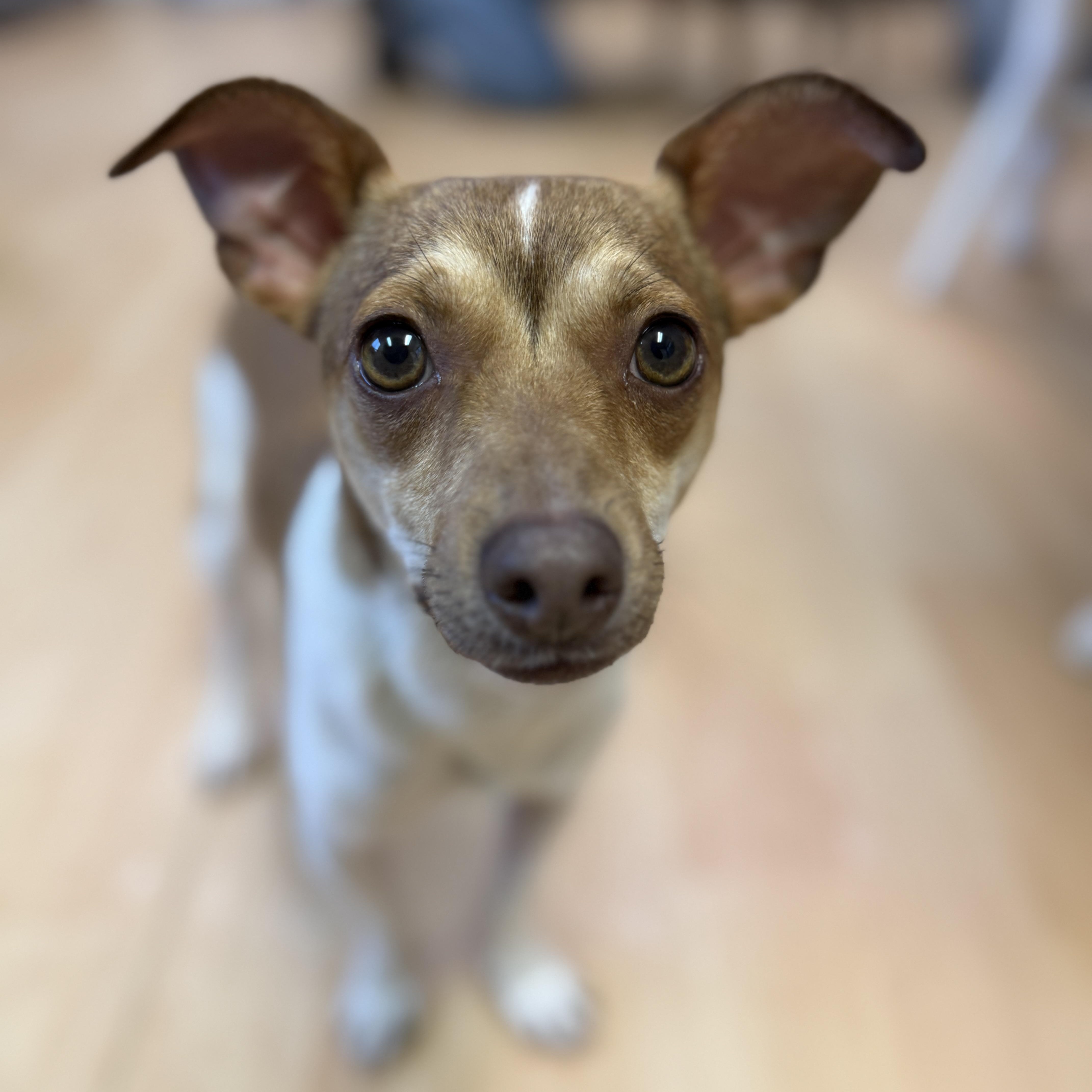 Chili, an adoption pending mixed breed in Washington, PA image 5/6