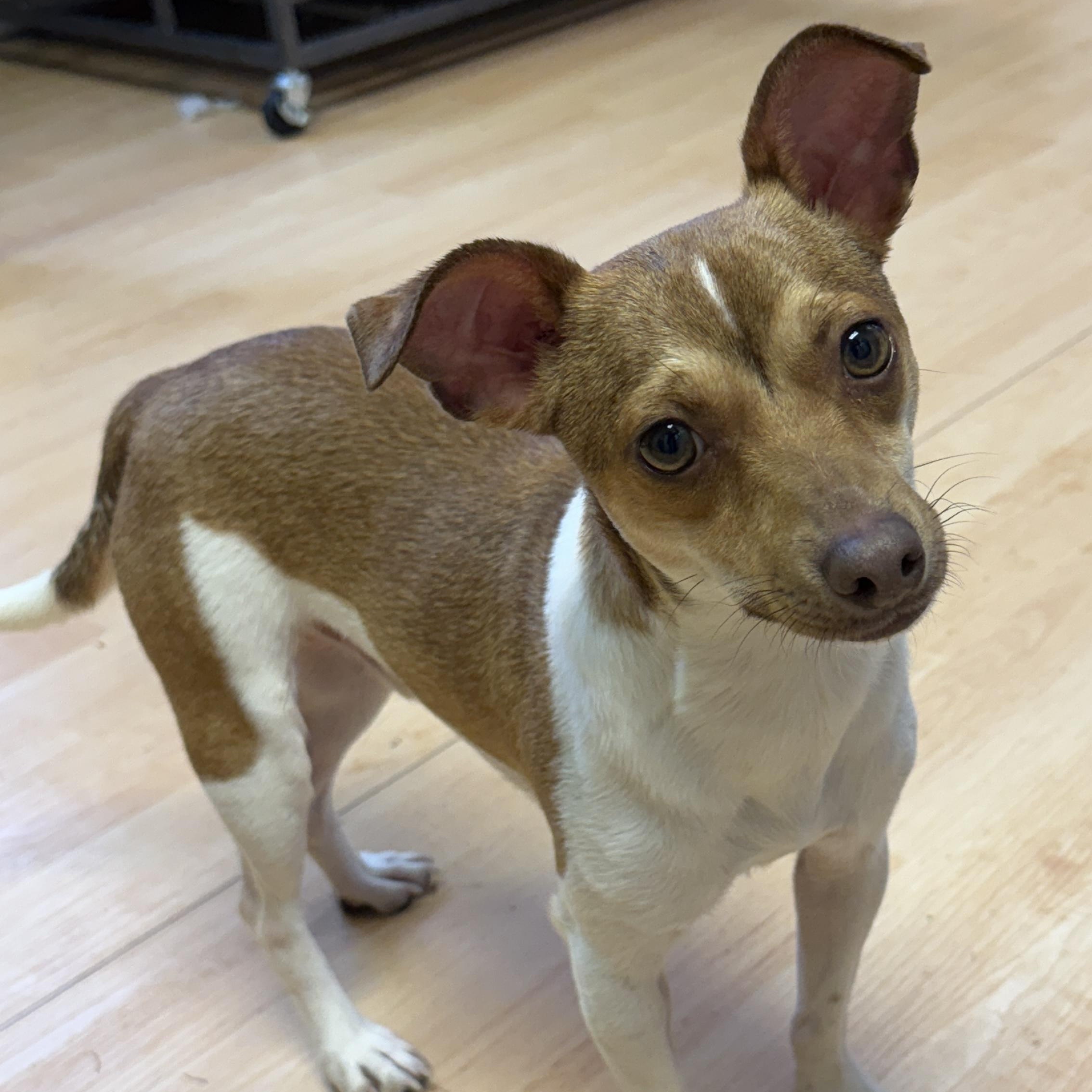 Chili, an adoption pending mixed breed in Washington, PA image 6/6