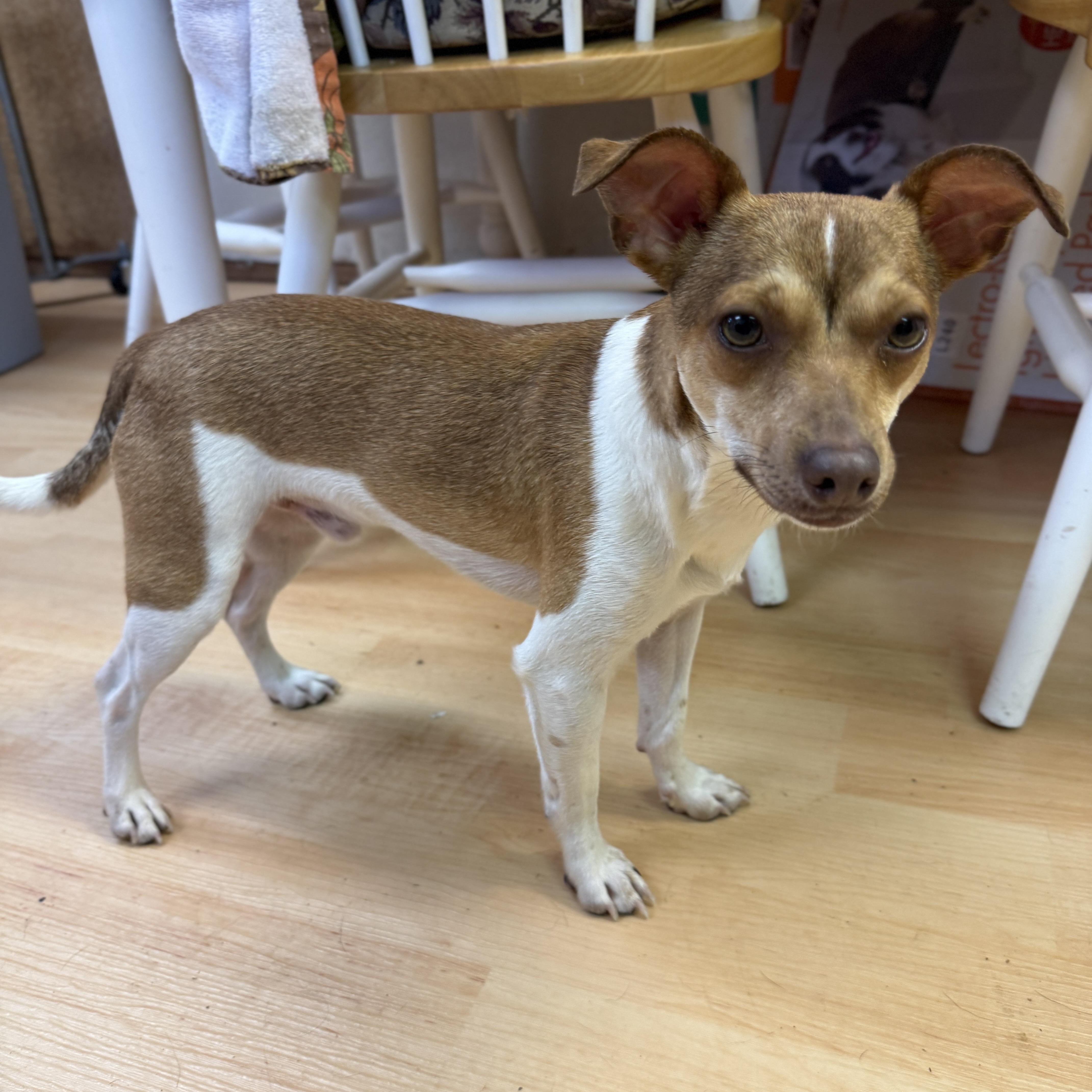 Chili, an adoption pending mixed breed in Washington, PA image 4/6