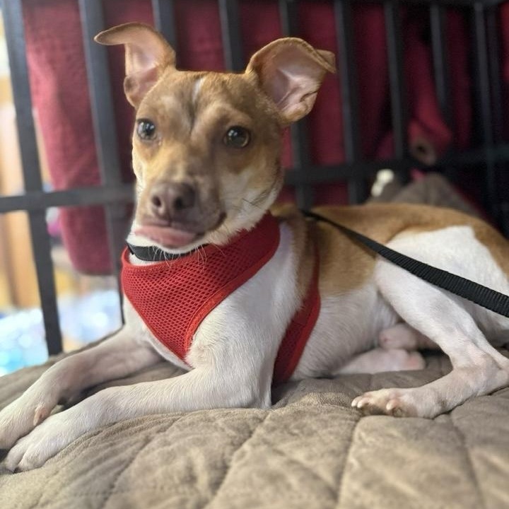 Chili, an adoption pending mixed breed in Washington, PA image 2/6