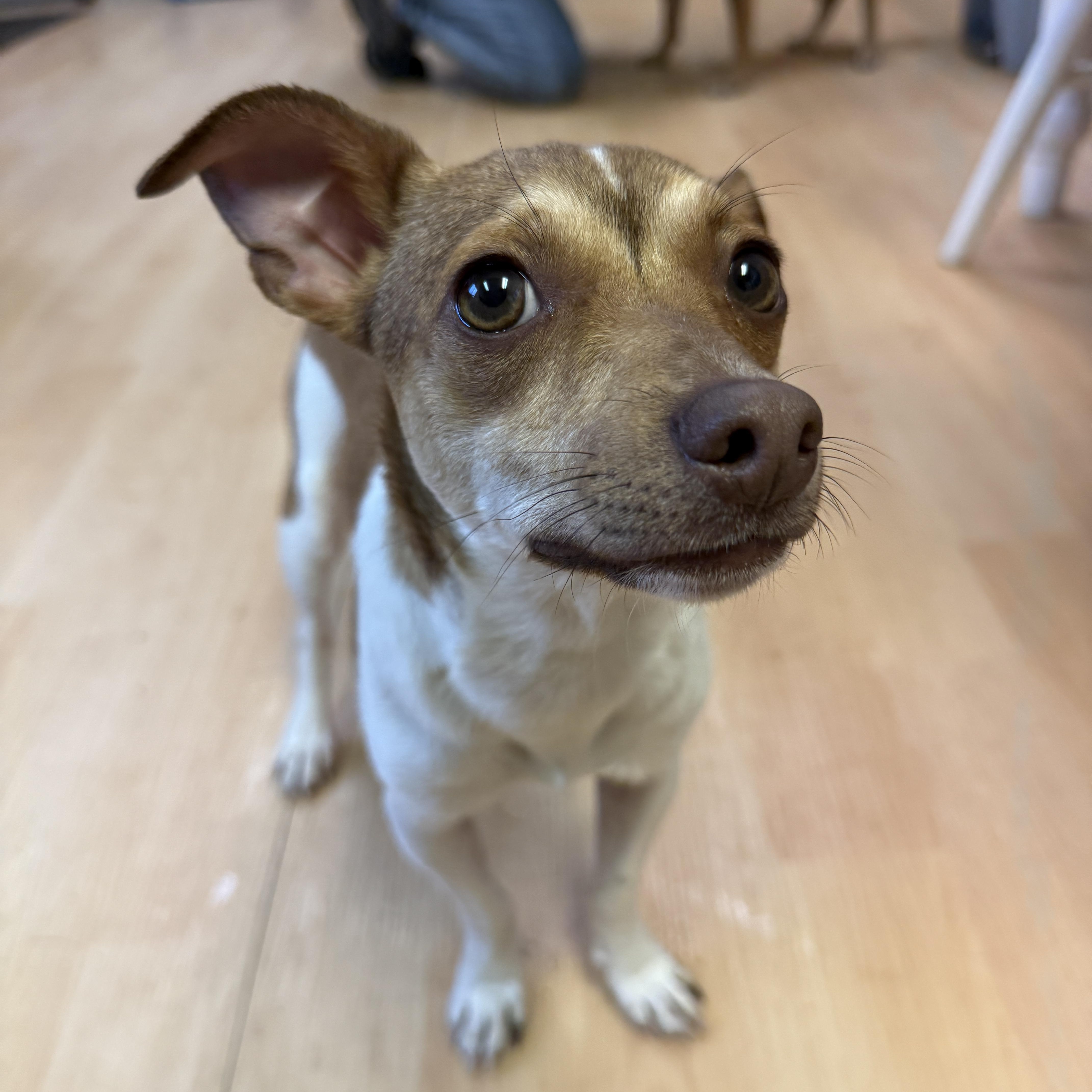 Chili, Adoptable, Young Male Rat Terrier & Chihuahua.