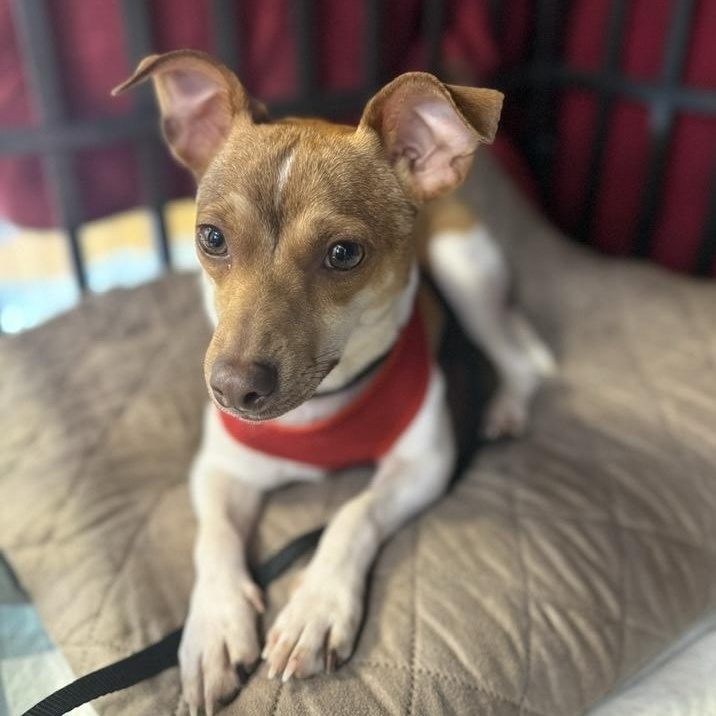 Chili, an adoption pending mixed breed in Washington, PA image 3/6