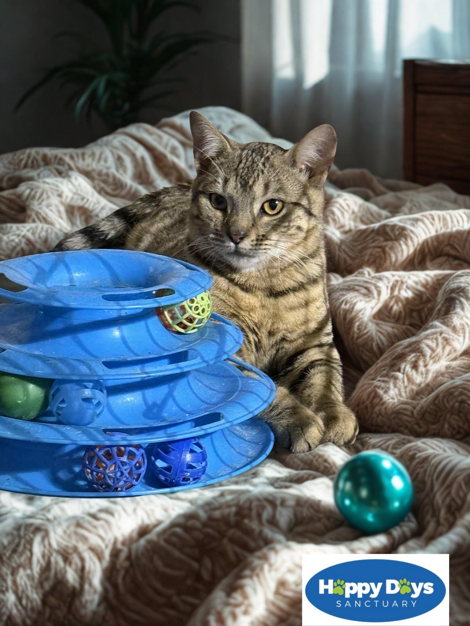 Jerry, Adoptable, Young Male Tabby & Bengal.