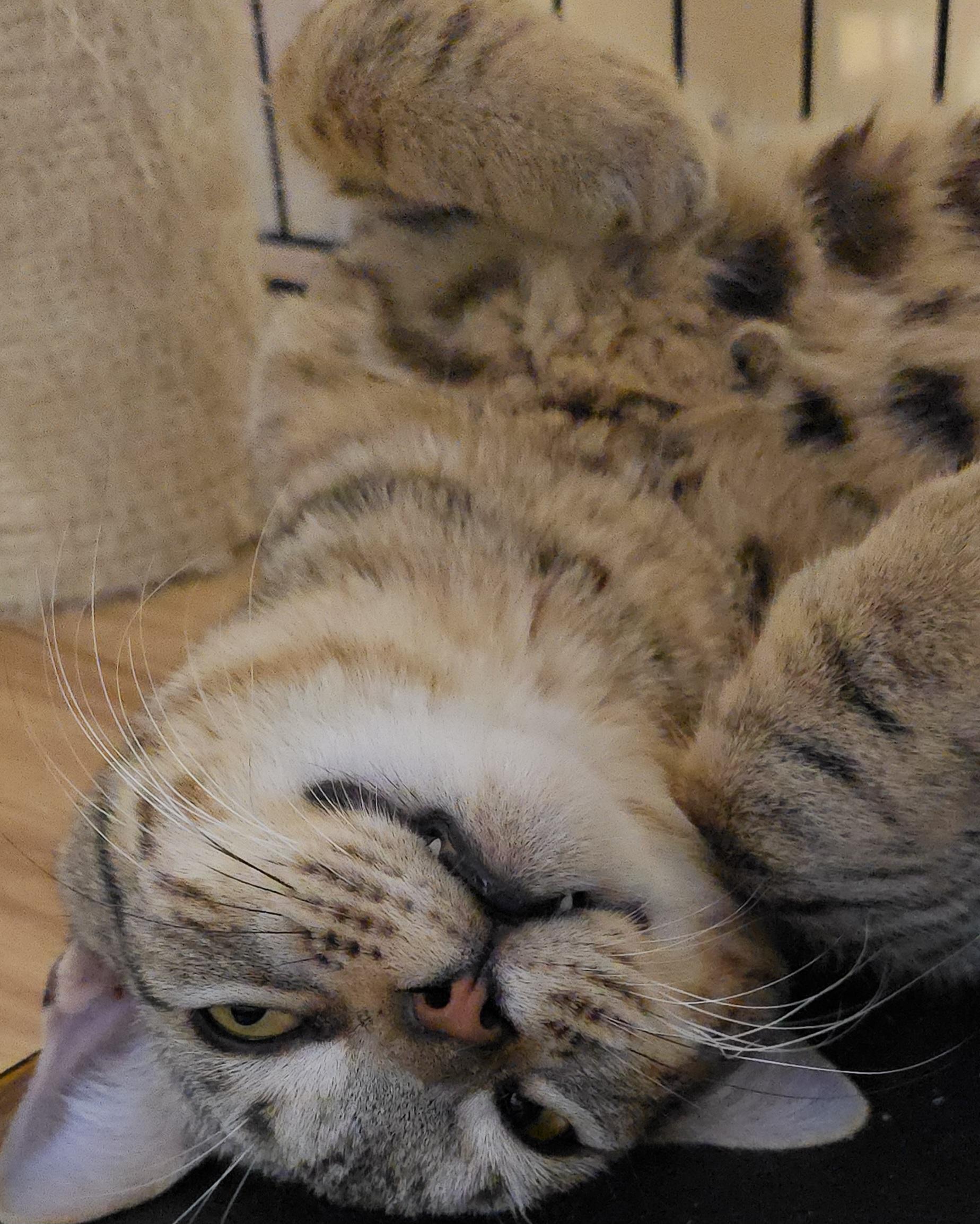 Jerry, a Adoptable mixed breed in Stevensville, ON image 3/5