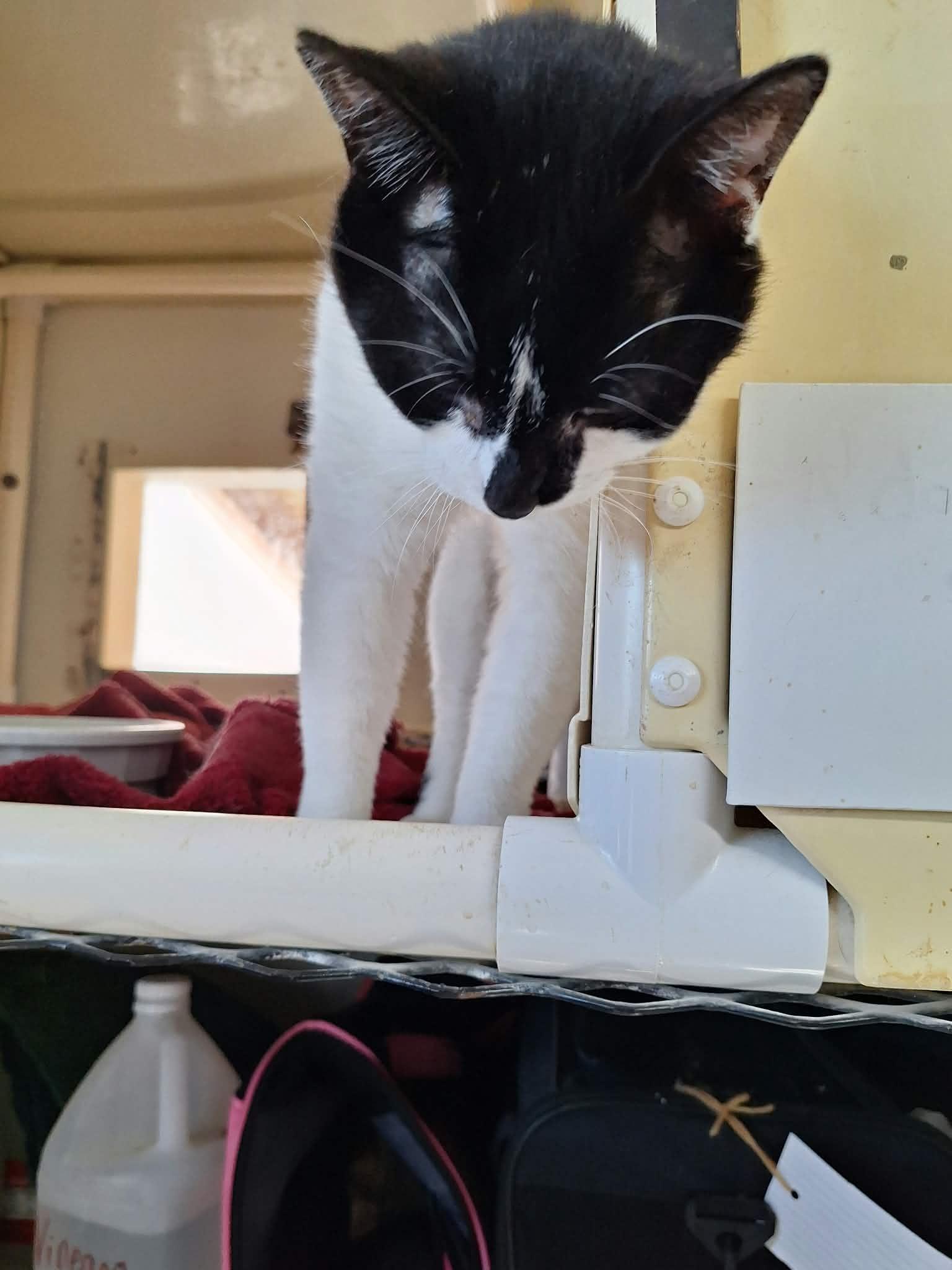 Enlarge Jules, a Adoptable Domestic Short Hair in Chappell, NE image 2/2