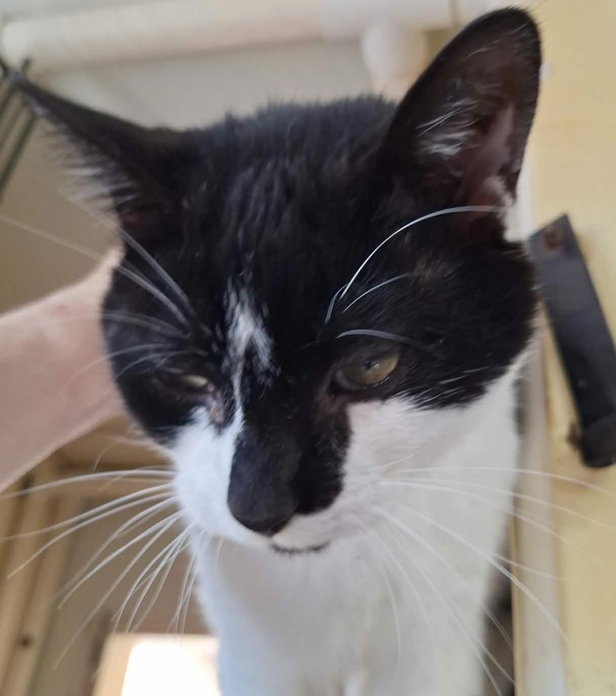 Jules, Adoptable, Adult Male Domestic Short Hair.