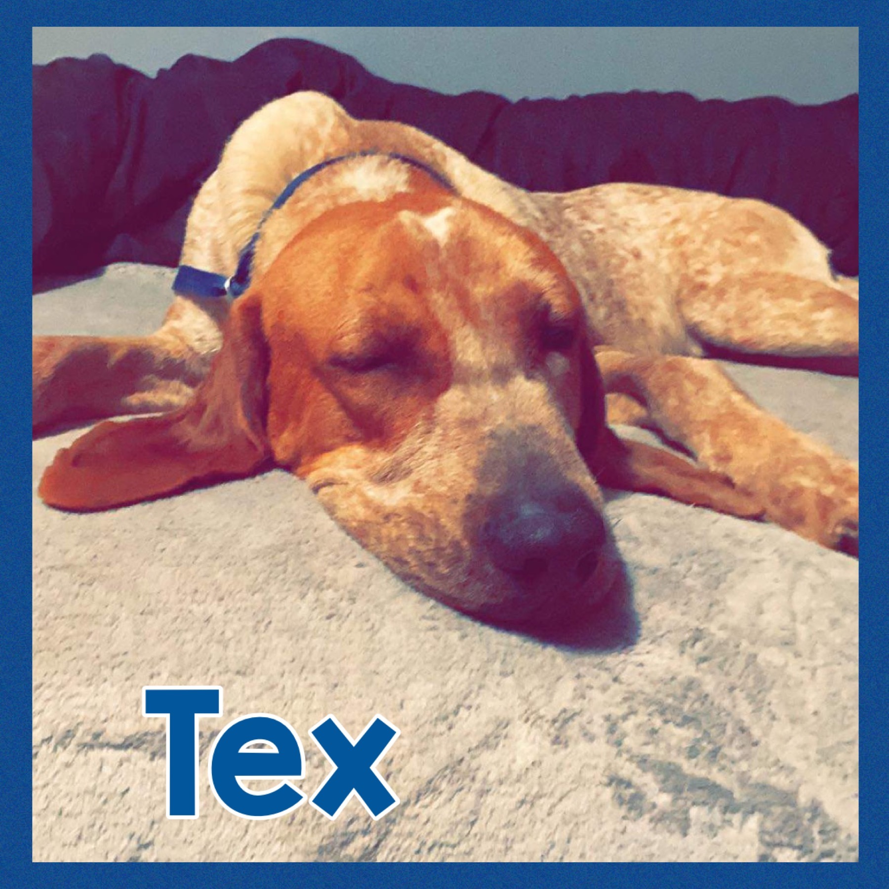 Tex, a Adoptable mixed breed in Bolivar, TN image 1/6