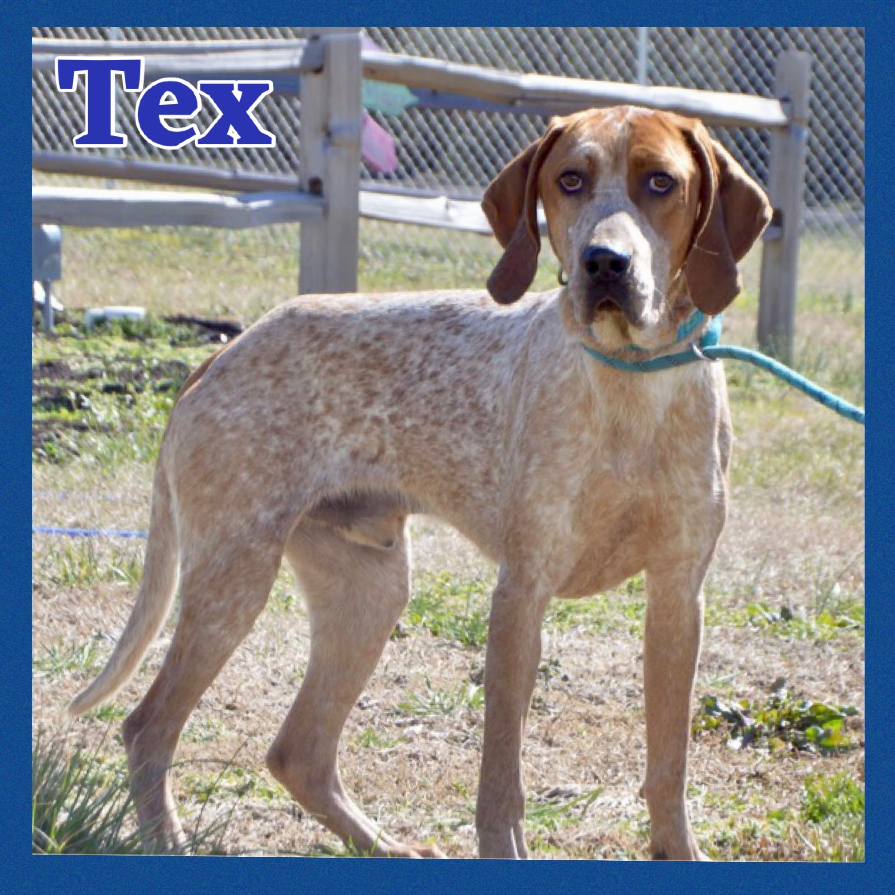 Tex, a Adoptable mixed breed in Bolivar, TN image 2/6