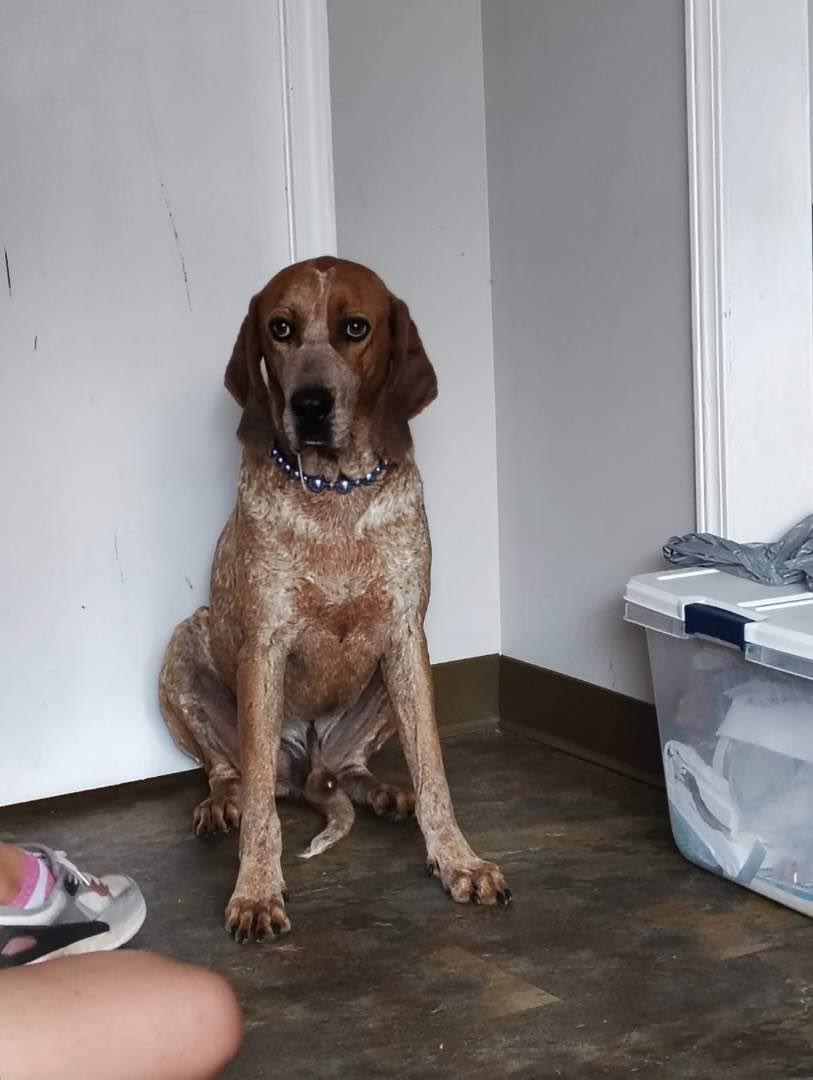 Tex, an adoptable Treeing Walker Coonhound, Cattle Dog in Bolivar, TN, 38008 | Photo Image 6
