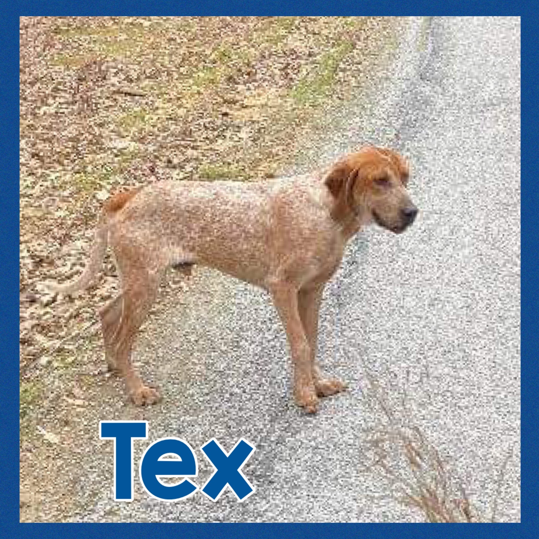 Tex, a Adoptable mixed breed in Bolivar, TN image 4/6