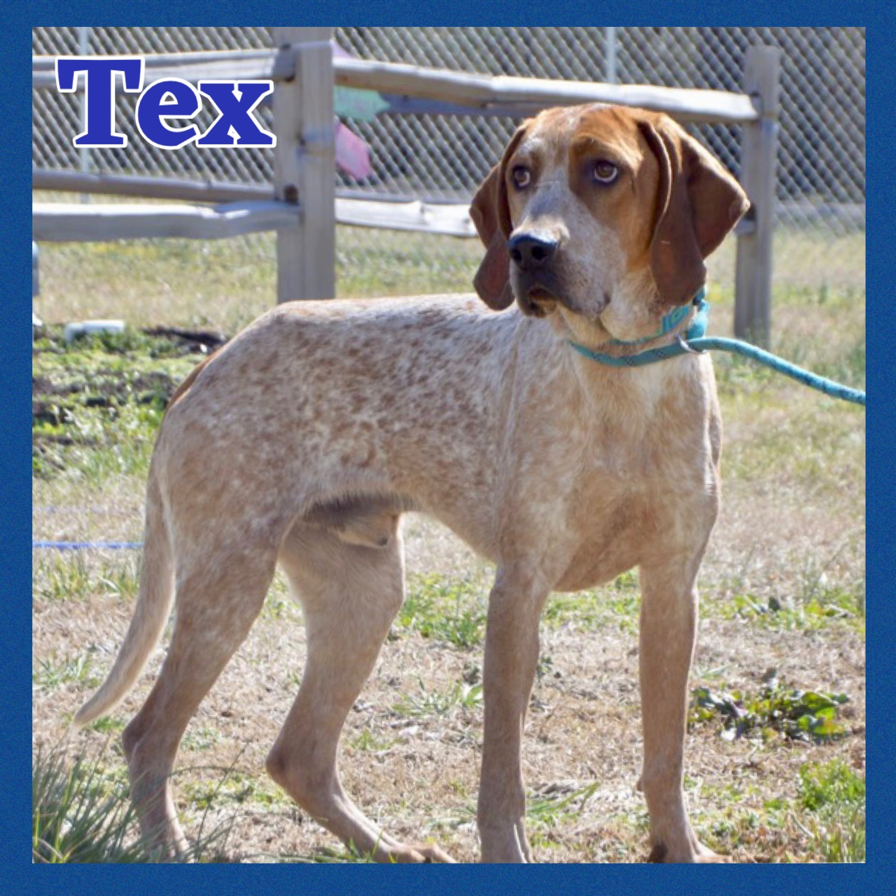 Tex, a Adoptable mixed breed in Bolivar, TN image 5/6