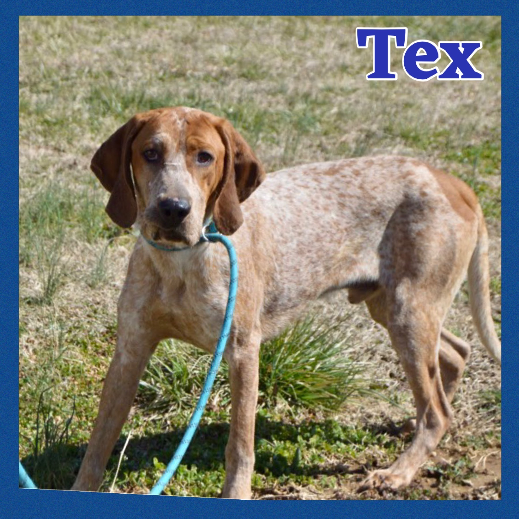 Tex, a Adoptable mixed breed in Bolivar, TN image 6/6