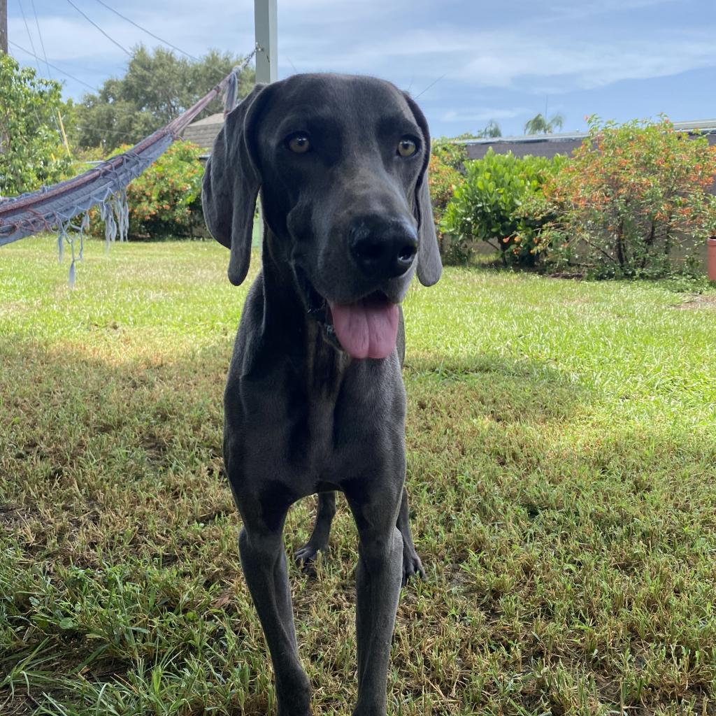 Lucas, a Adoptable Weimaraner in Sarasota, FL image 1/6