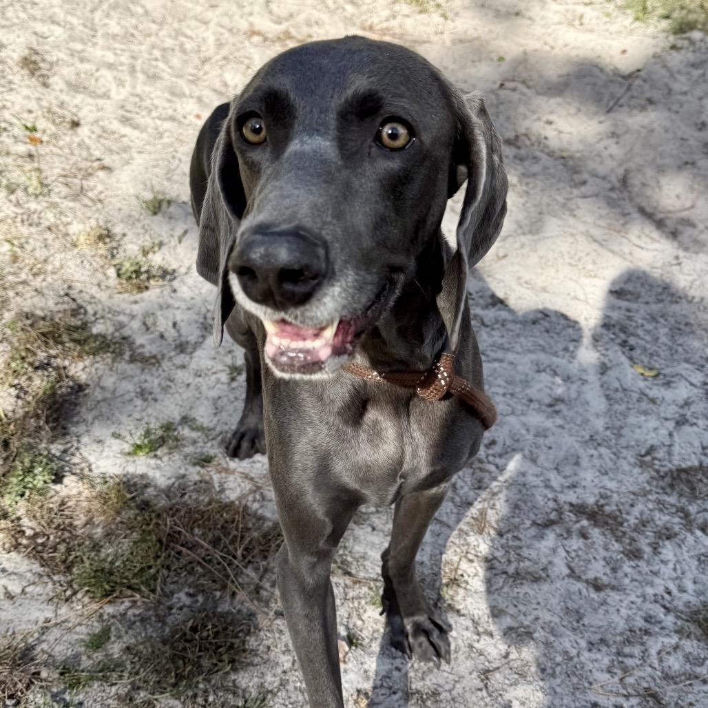 Lucas, a Adoptable Weimaraner in Sarasota, FL image 2/6