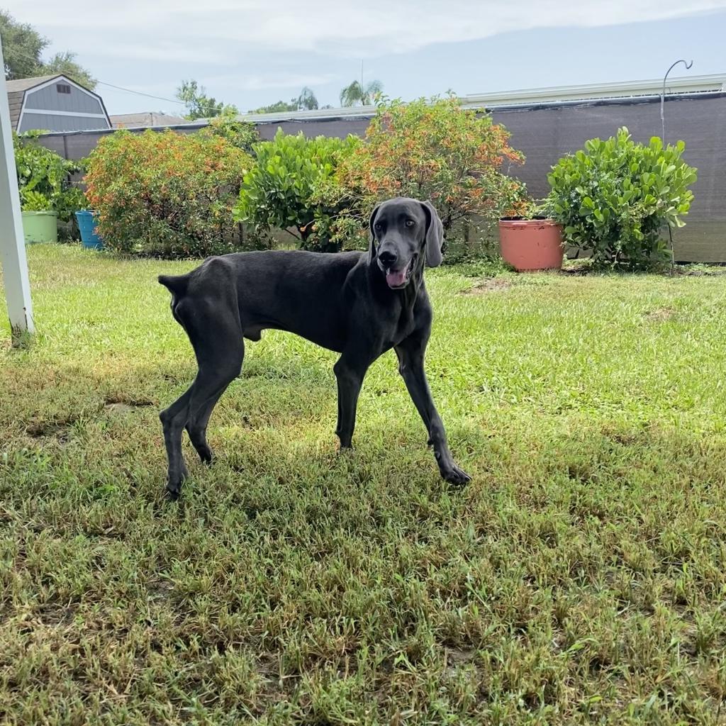 Lucas, a Adoptable Weimaraner in Sarasota, FL image 5/6