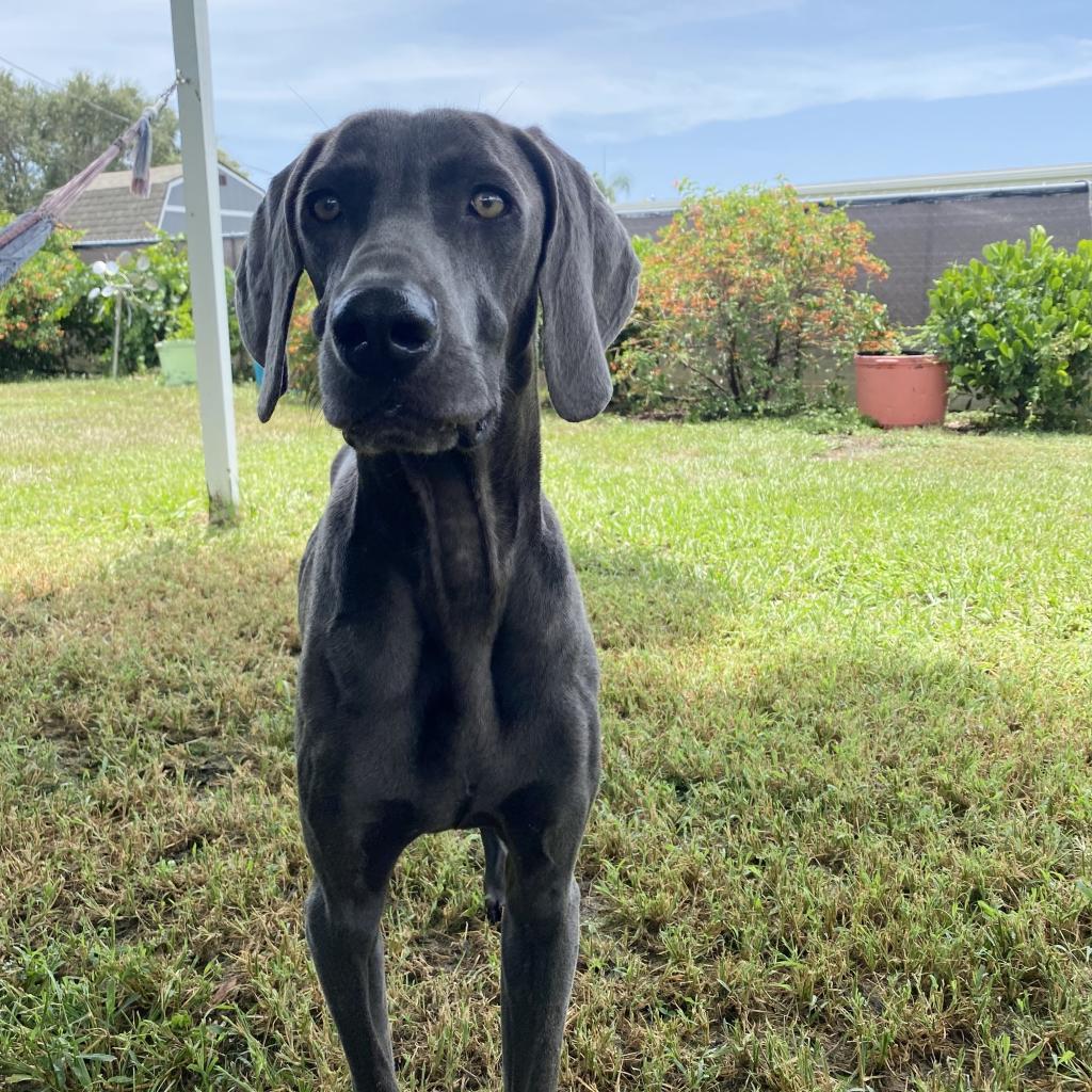 Lucas, a Adoptable Weimaraner in Sarasota, FL image 6/6