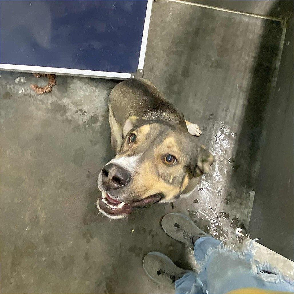 Enlarge Frankie, a Adoptable mixed breed in Hannibal, MO image 1/4