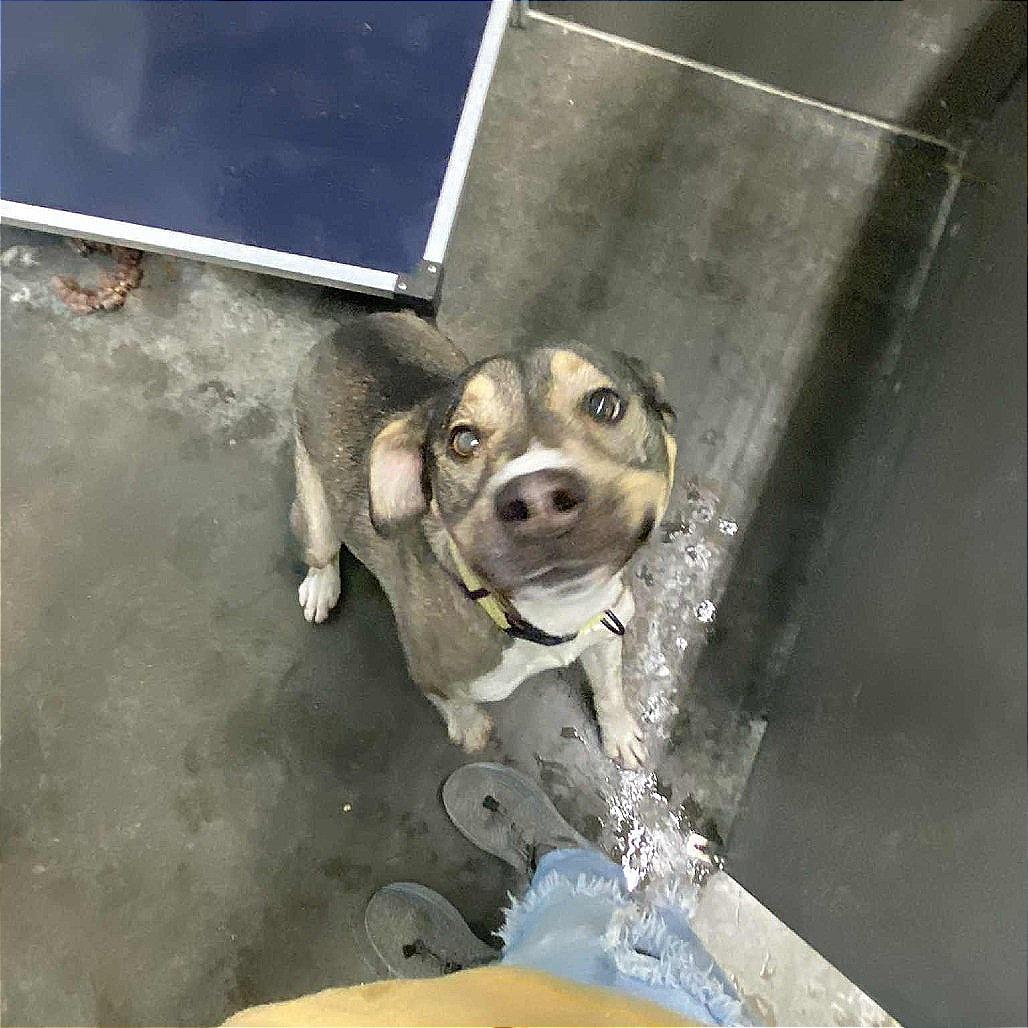 Enlarge Frankie, a Adoptable mixed breed in Hannibal, MO image 2/4