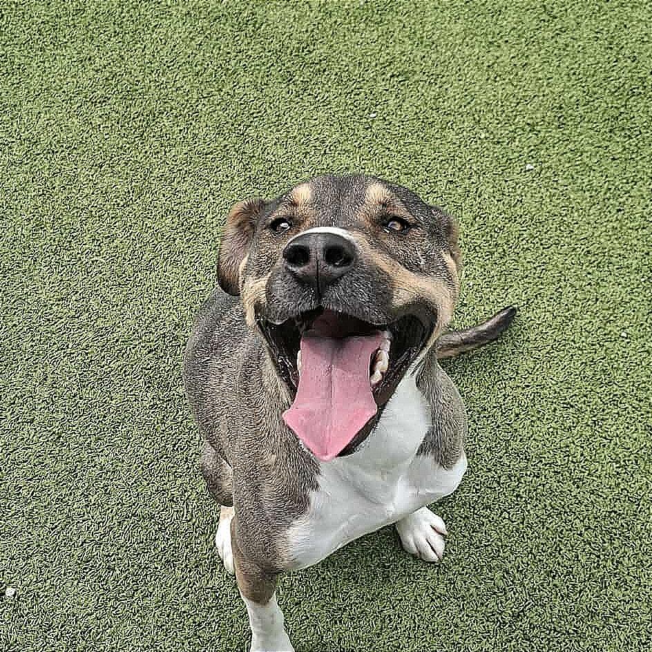 Frankie, a Adoptable mixed breed in Hannibal, MO image 3/4