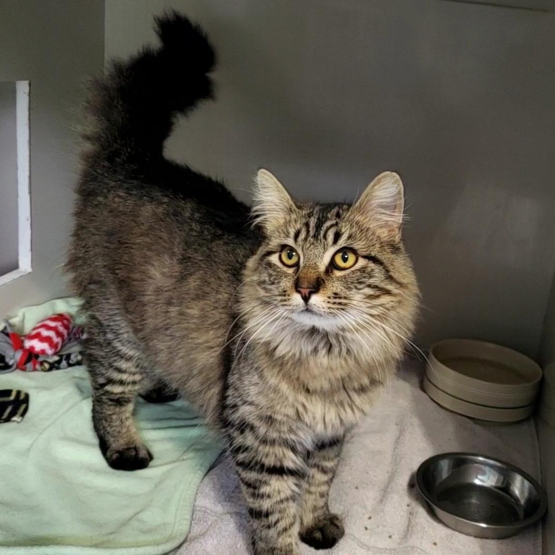 Croc, an adopted Domestic Long Hair in Hutchinson, MN image 5/5