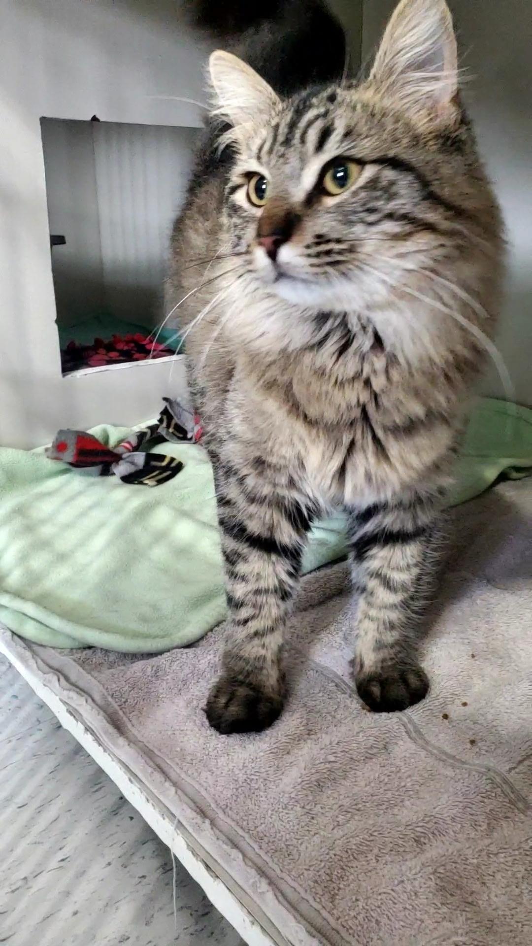 Croc, an adopted Domestic Long Hair in Hutchinson, MN image 4/5
