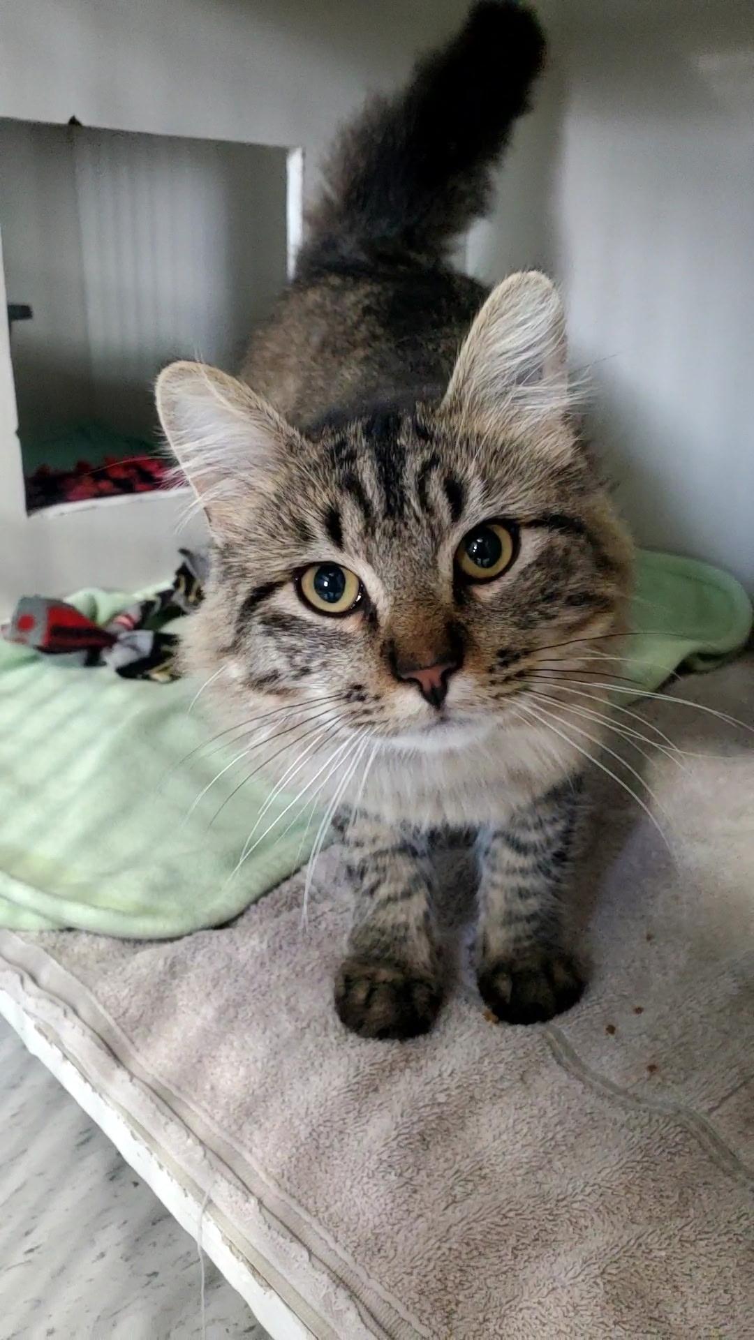 Croc, an adopted Domestic Long Hair in Hutchinson, MN image 3/5